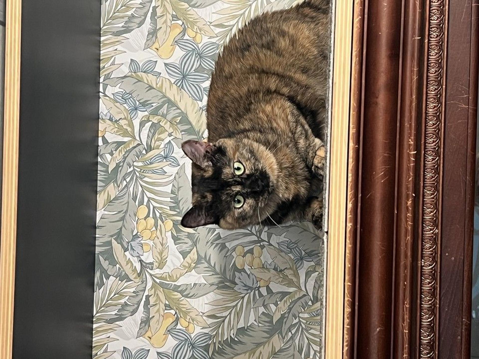 pet-image-8