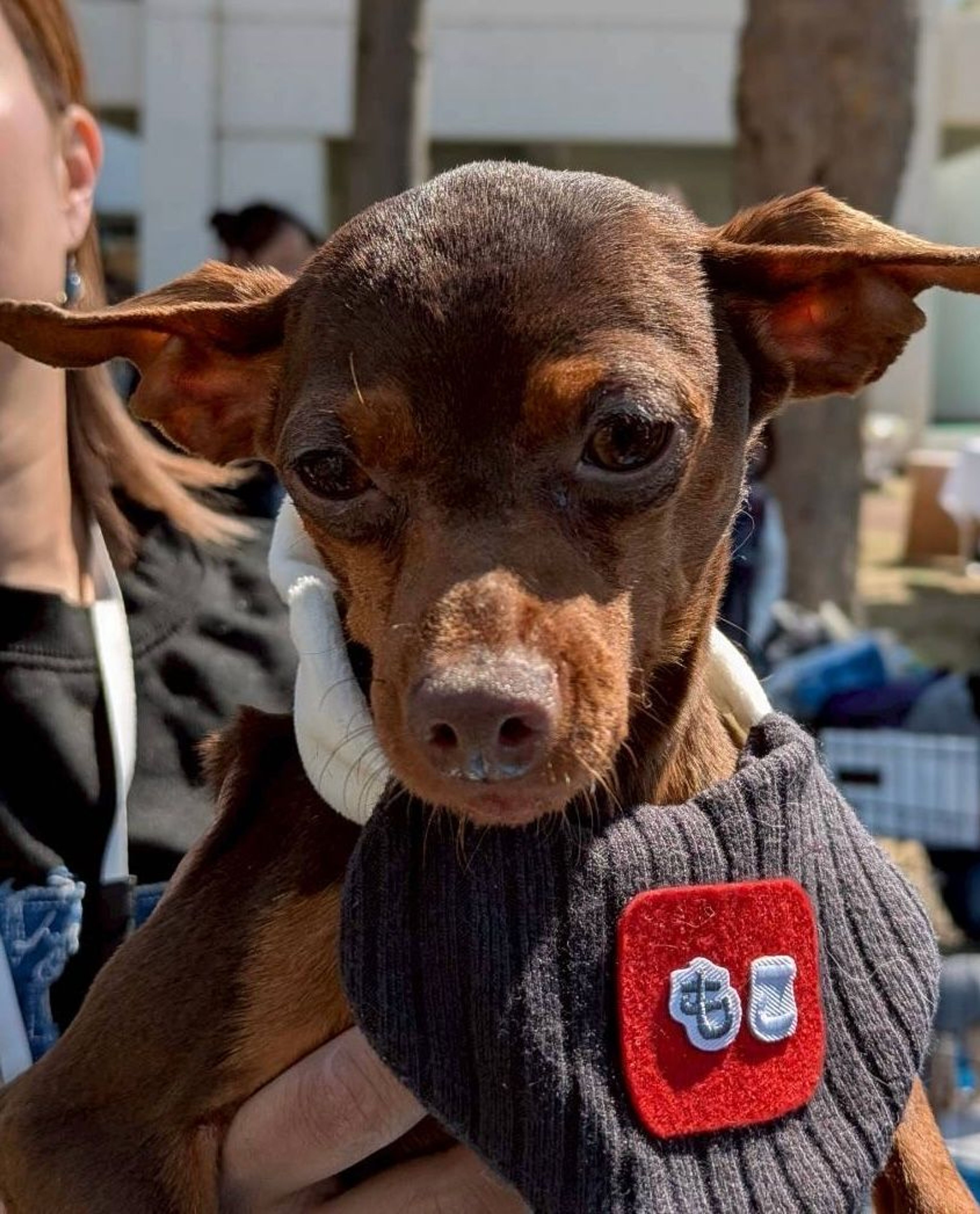 ミニチュア・ピンシャー・メスの里親募集の写真