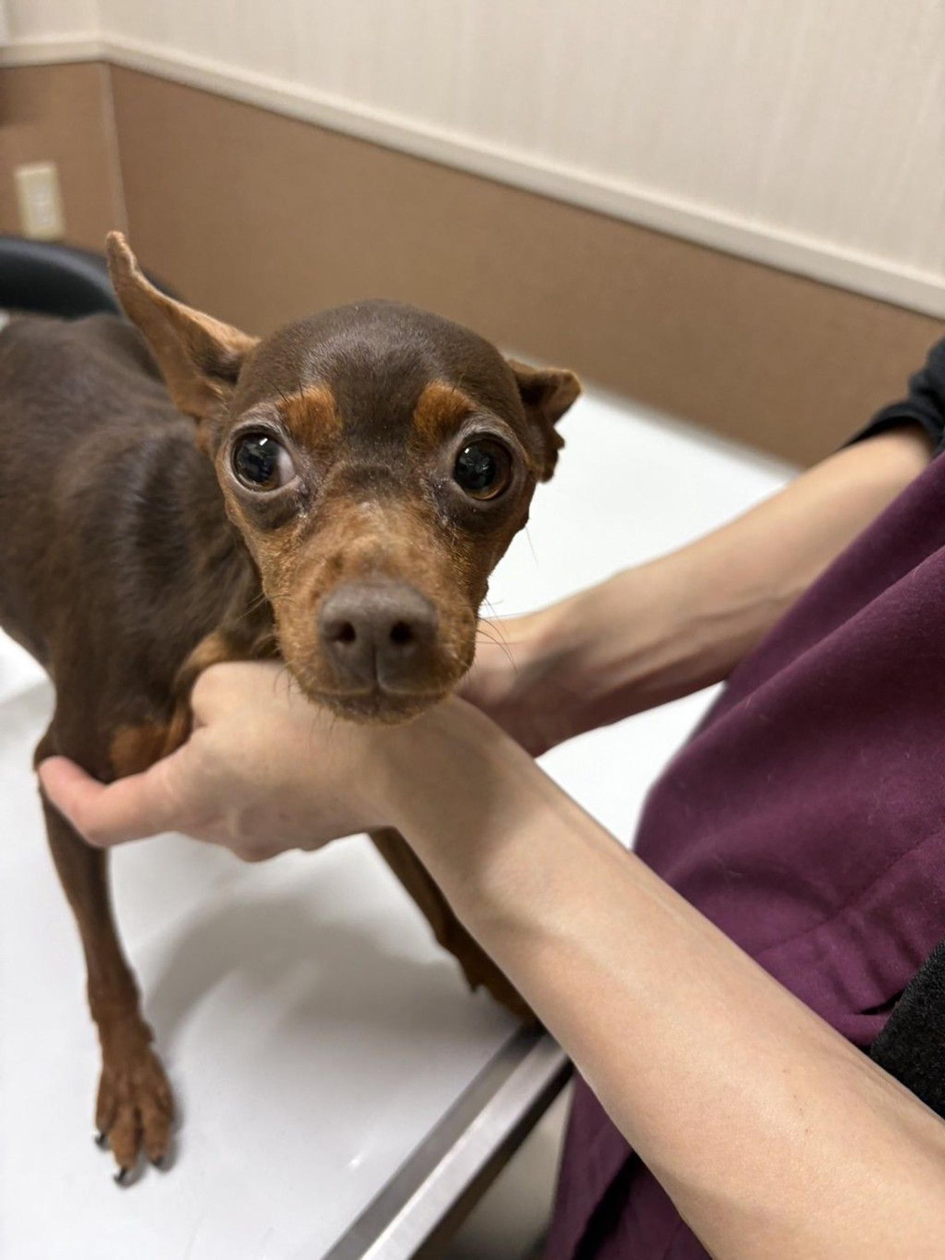 pet-image-2