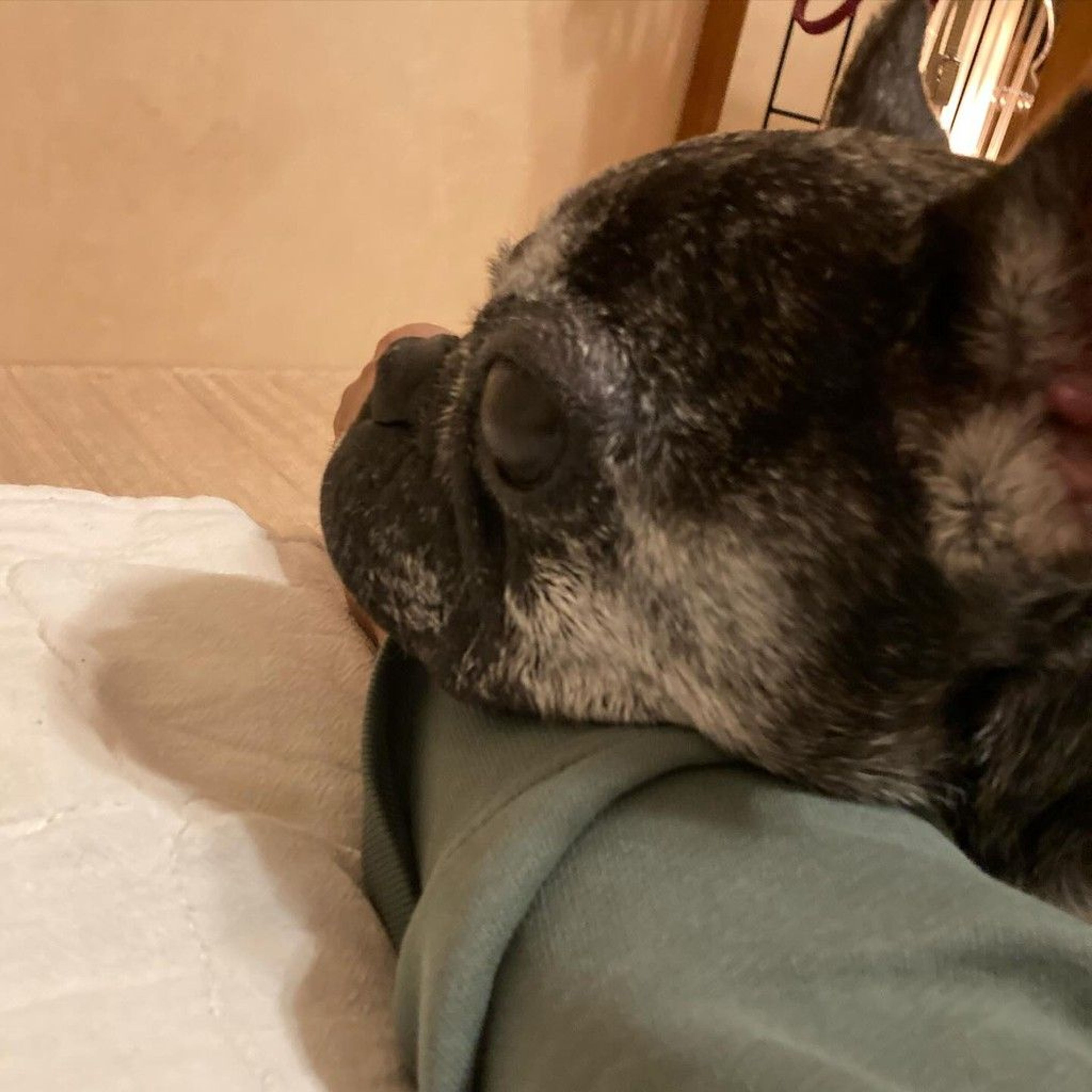 フレンチ・ブルドッグ・メスの里親募集の写真