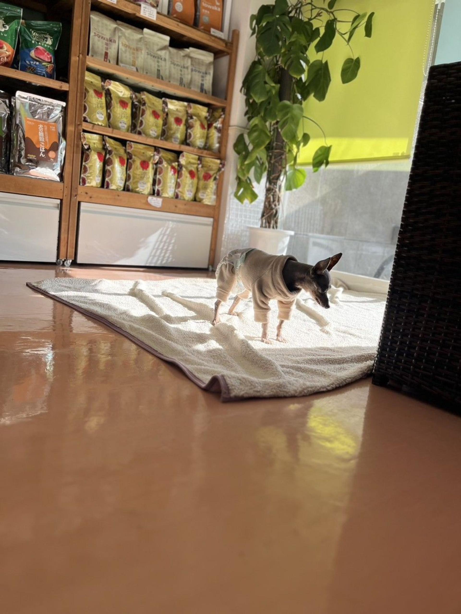 pet-image-4
