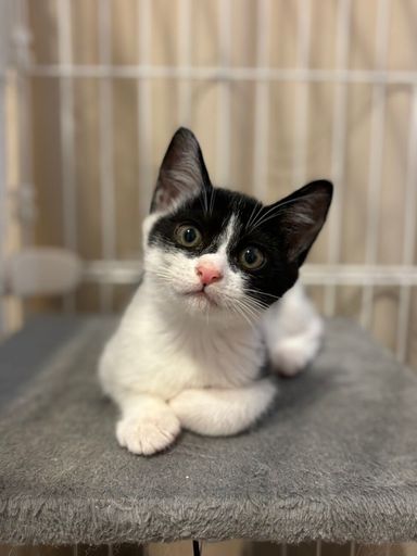 日本猫・オスの里親募集の写真