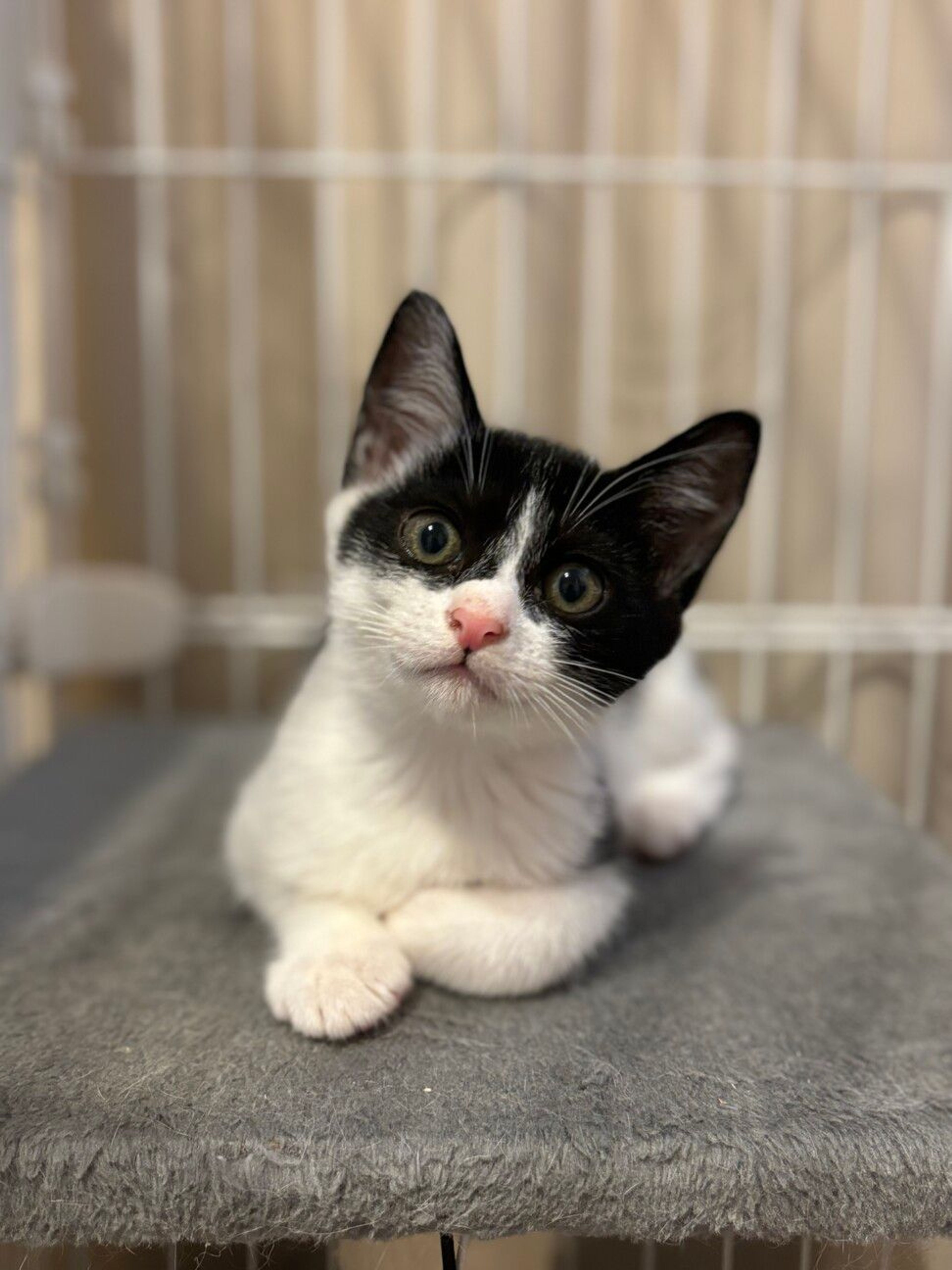 日本猫・オスの里親募集の写真