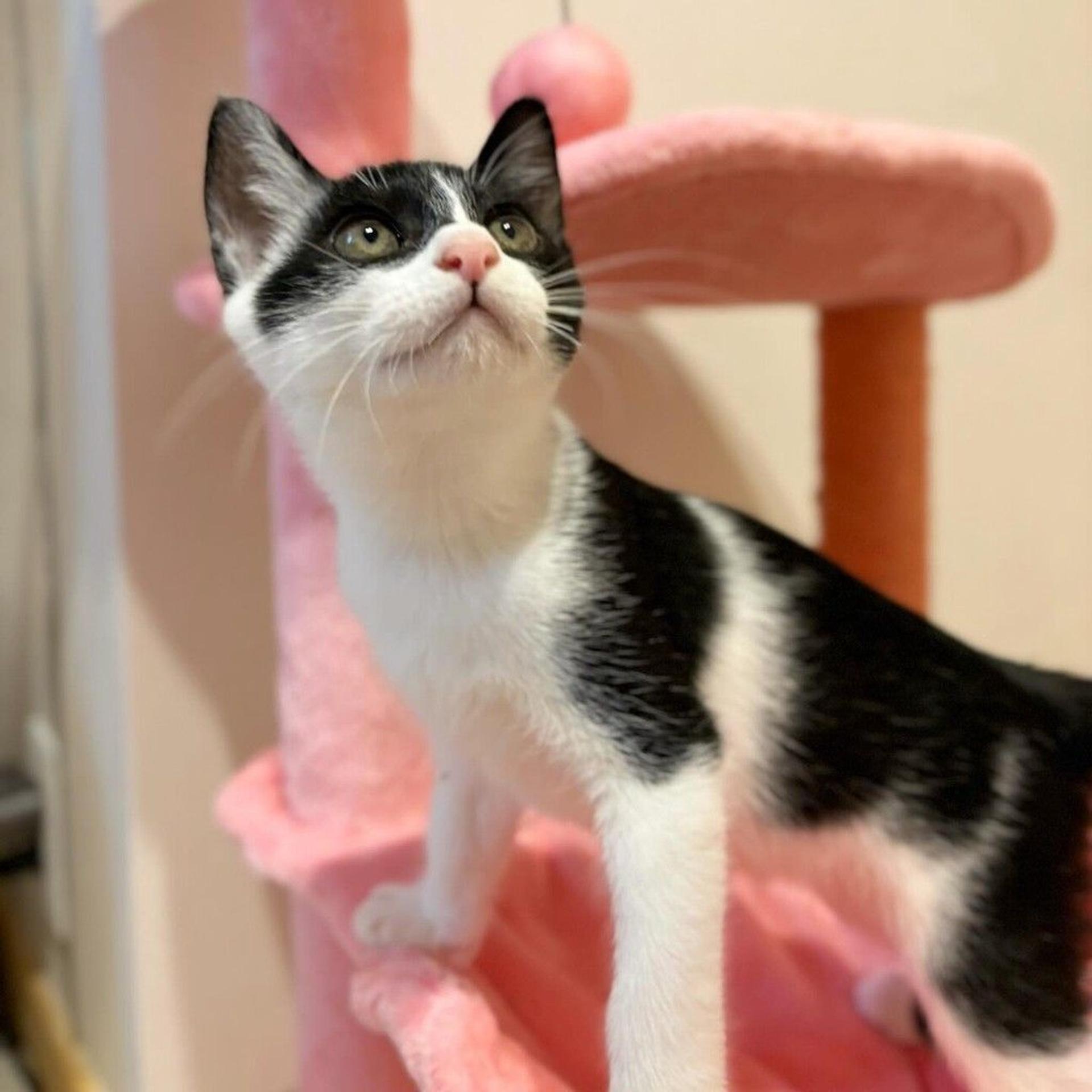 pet-image-2