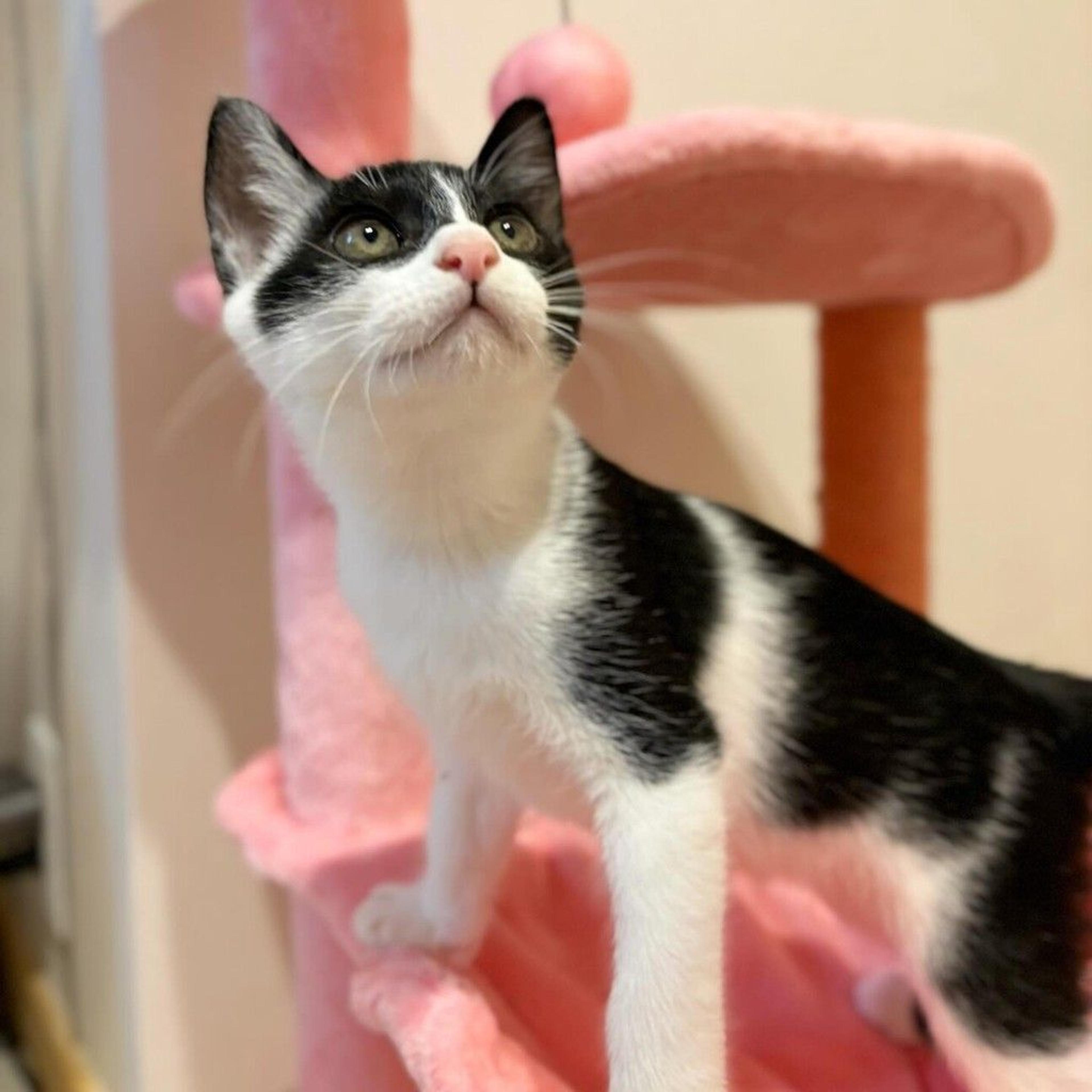 pet-image-2