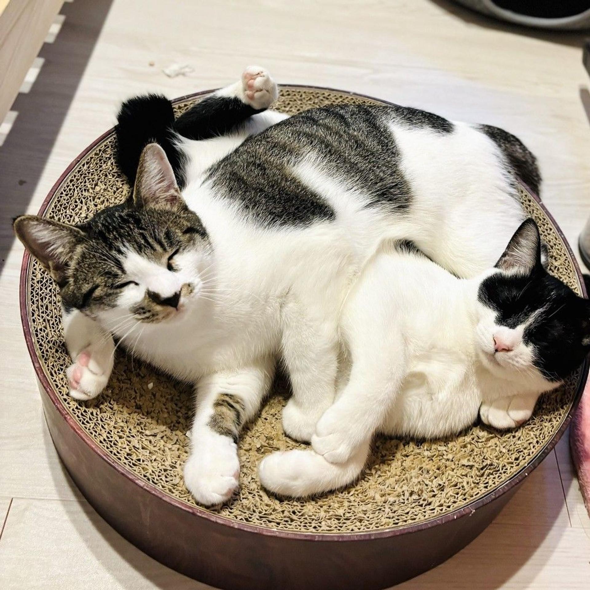 pet-image-5