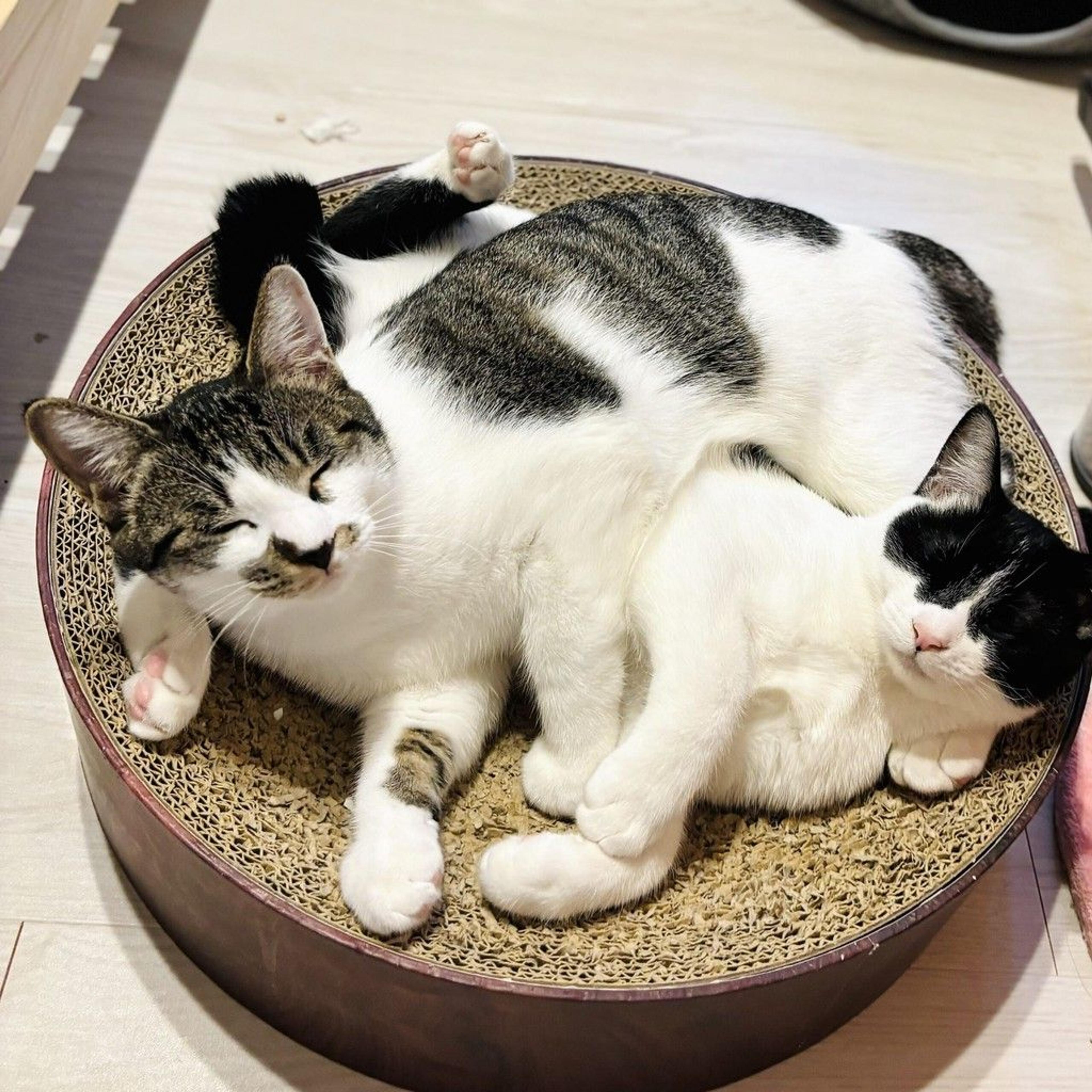 pet-image-5