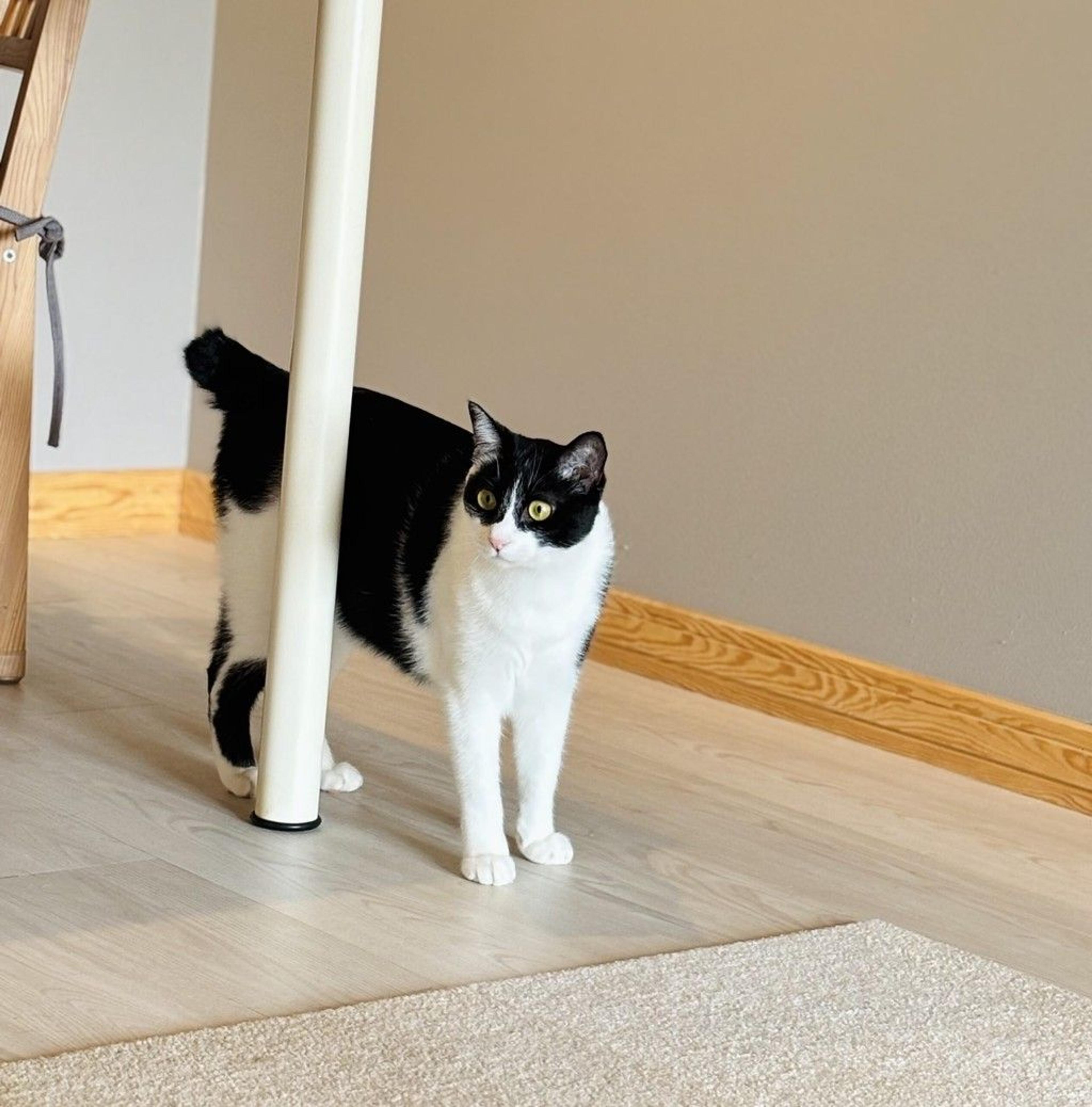 pet-image-7