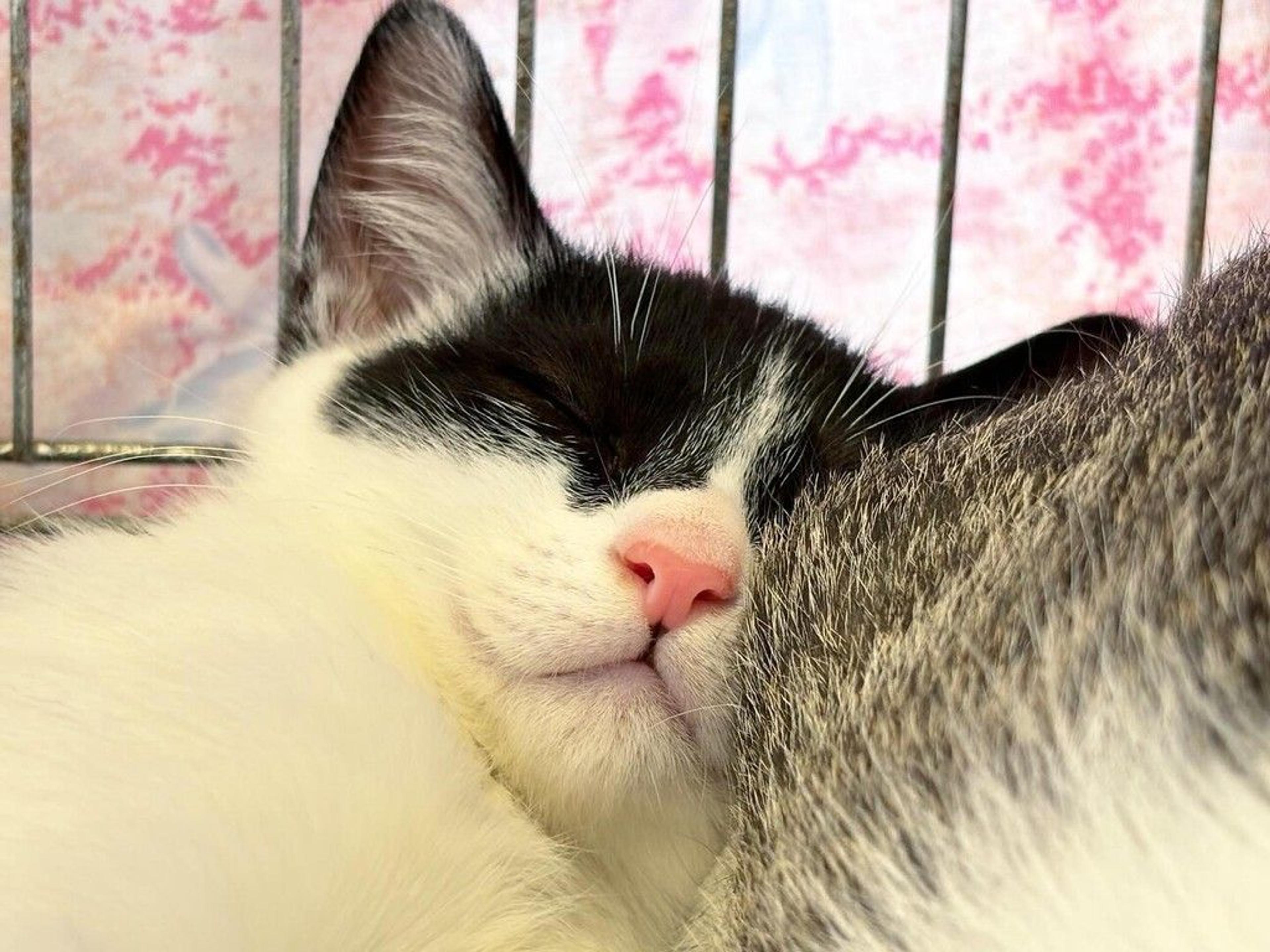 pet-image-8