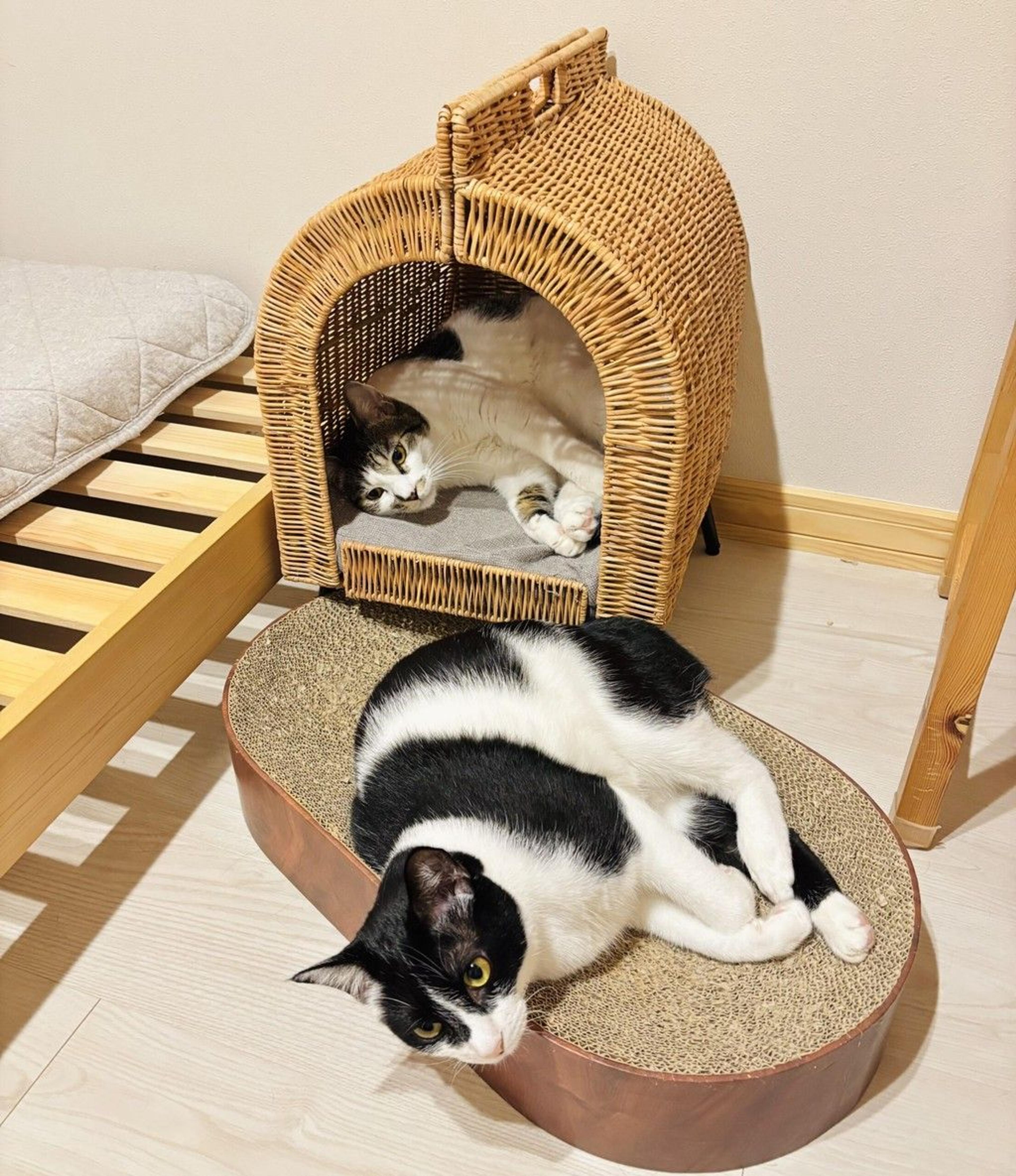 pet-image-9