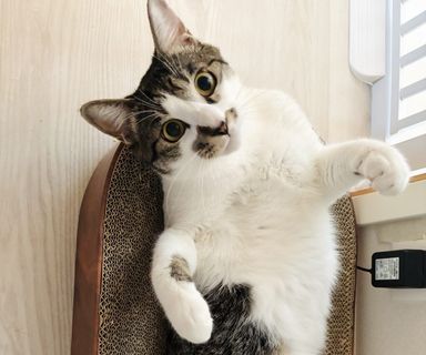 日本猫・オスの里親募集の写真