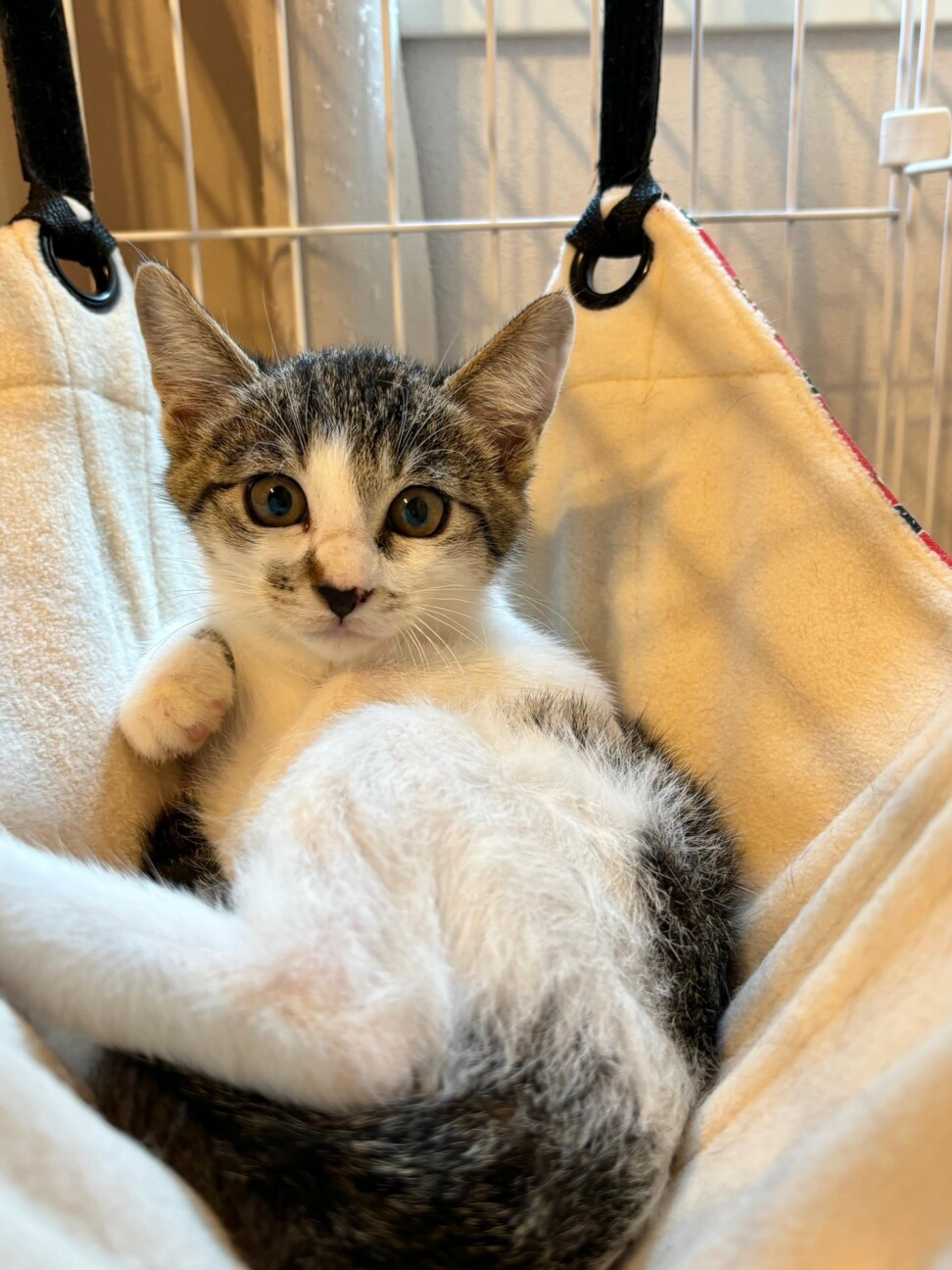 pet-image-2