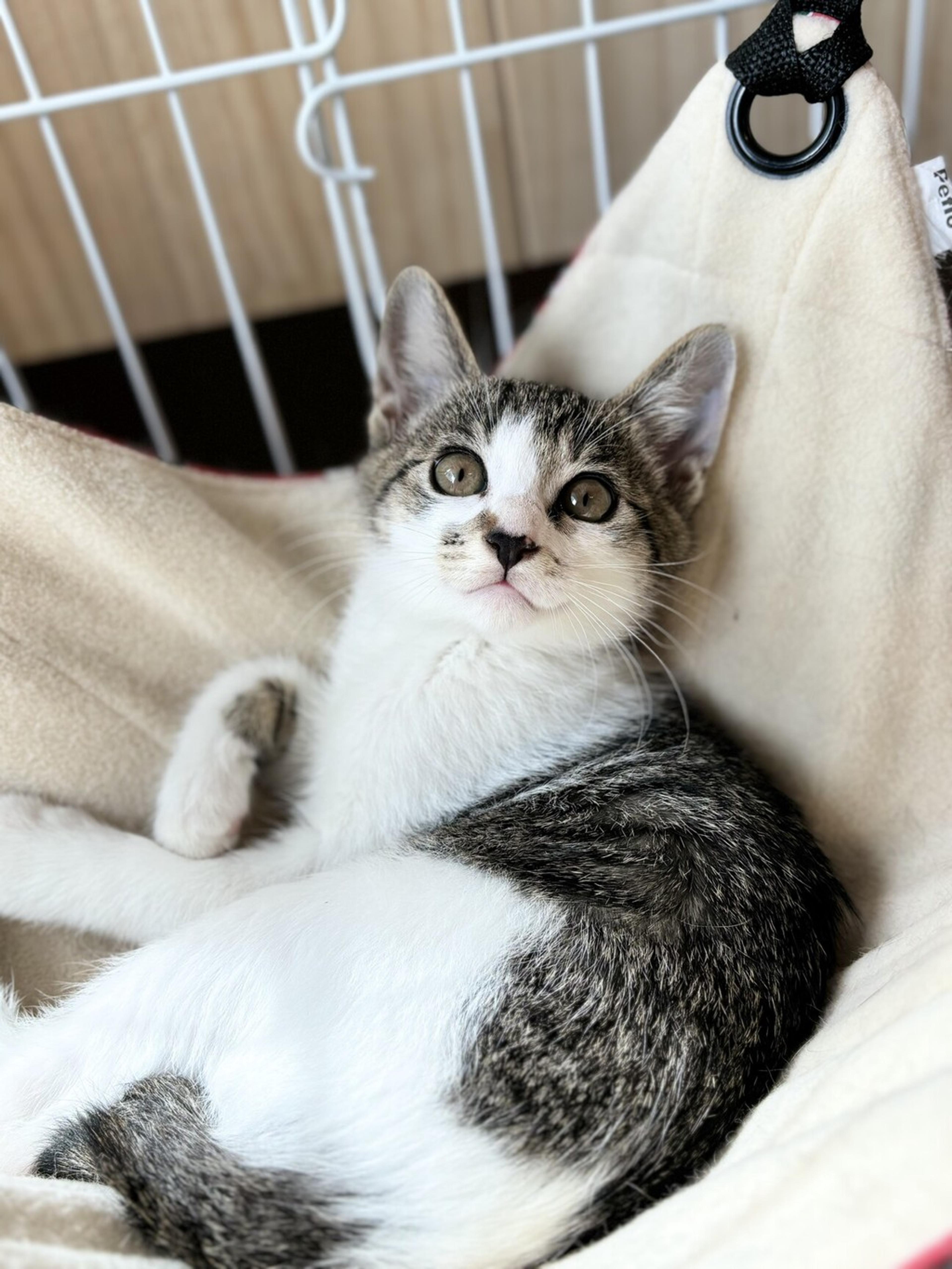 pet-image-4