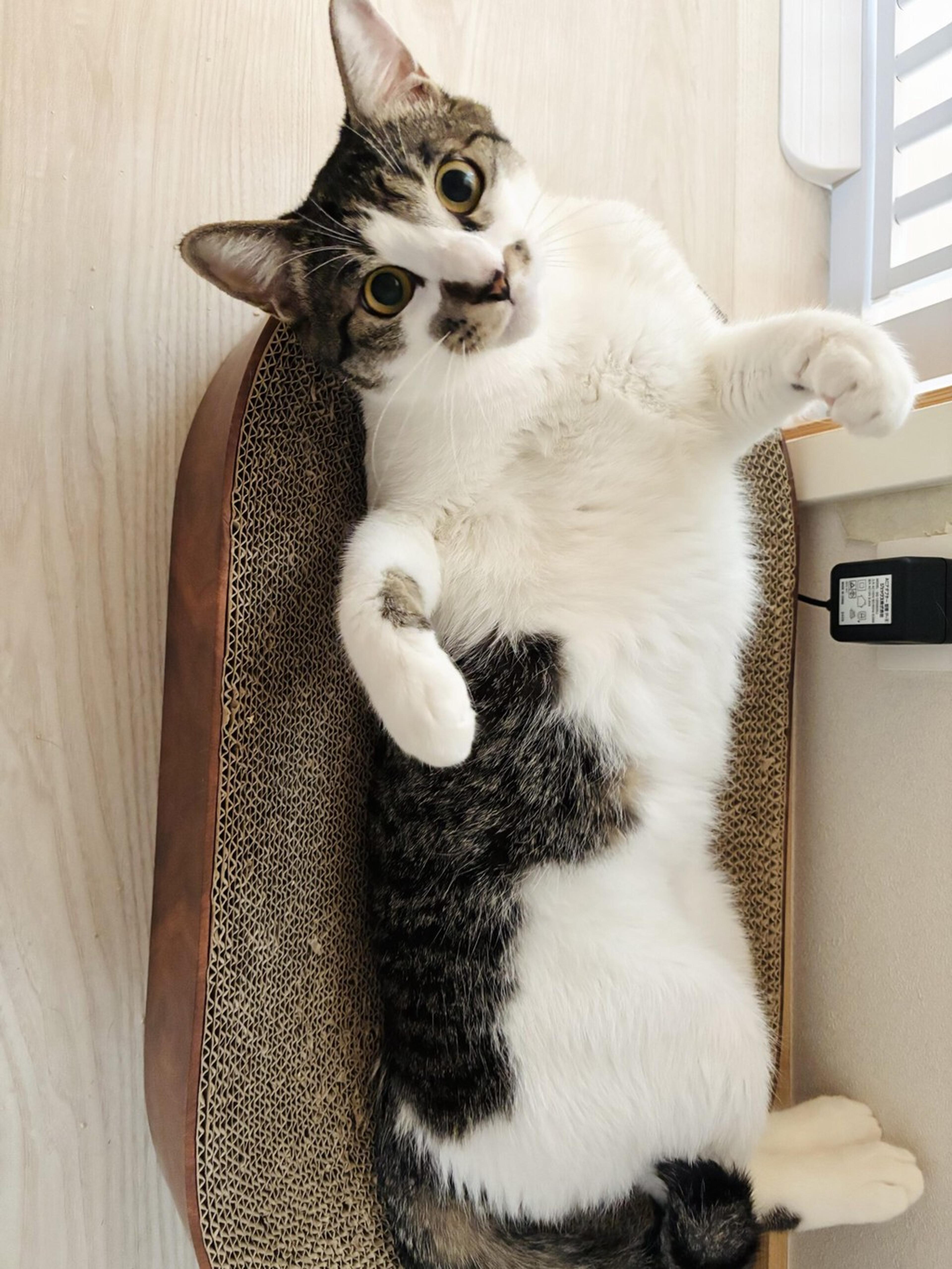 pet-image-6