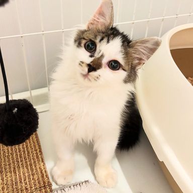 雑種（ミックス猫）・オスの里親募集の写真