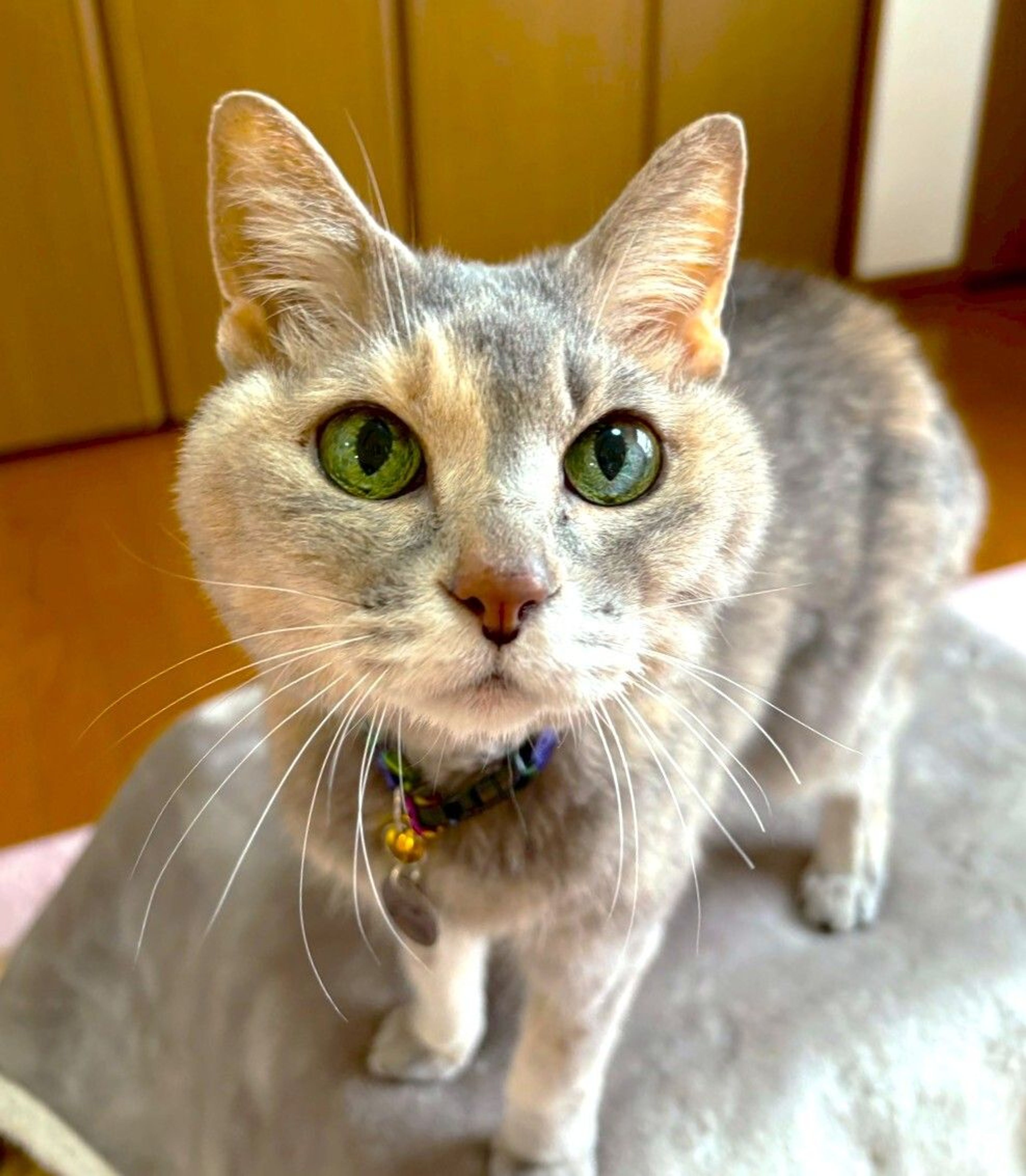 日本猫・メスの里親募集の写真