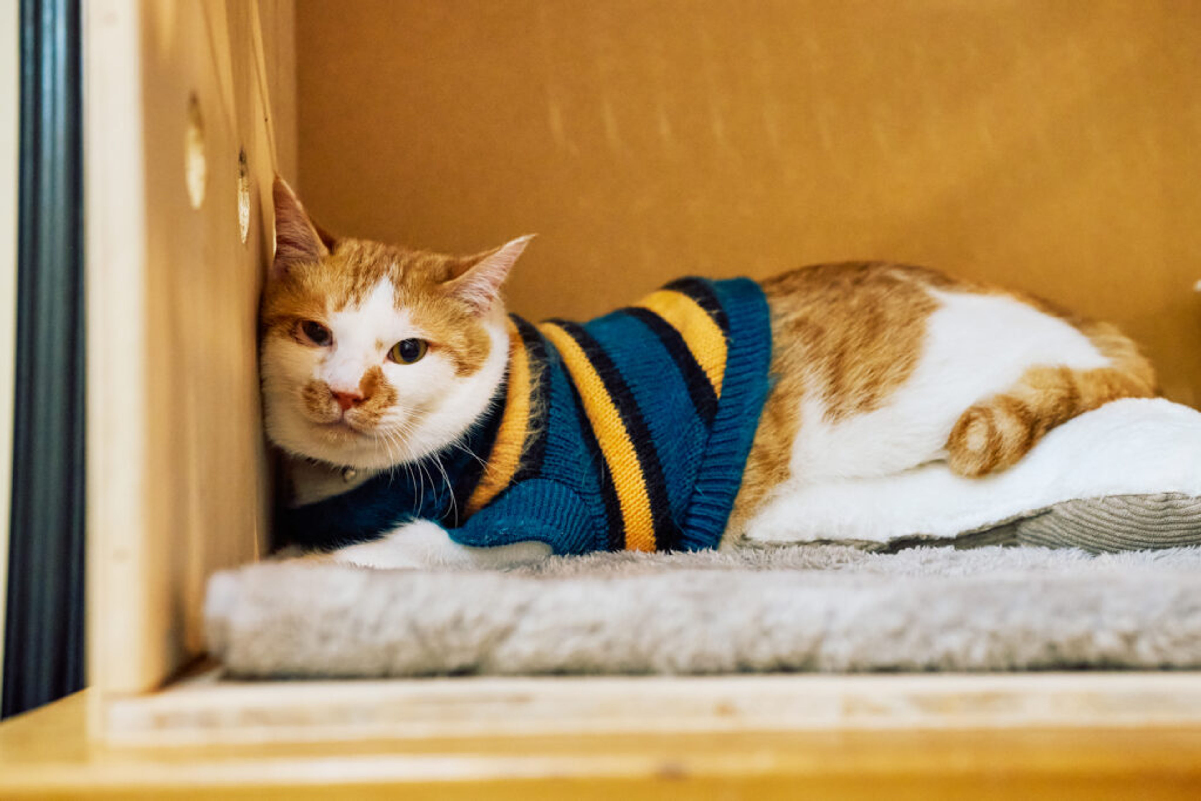 雑種（ミックス猫）・オスの里親募集の写真