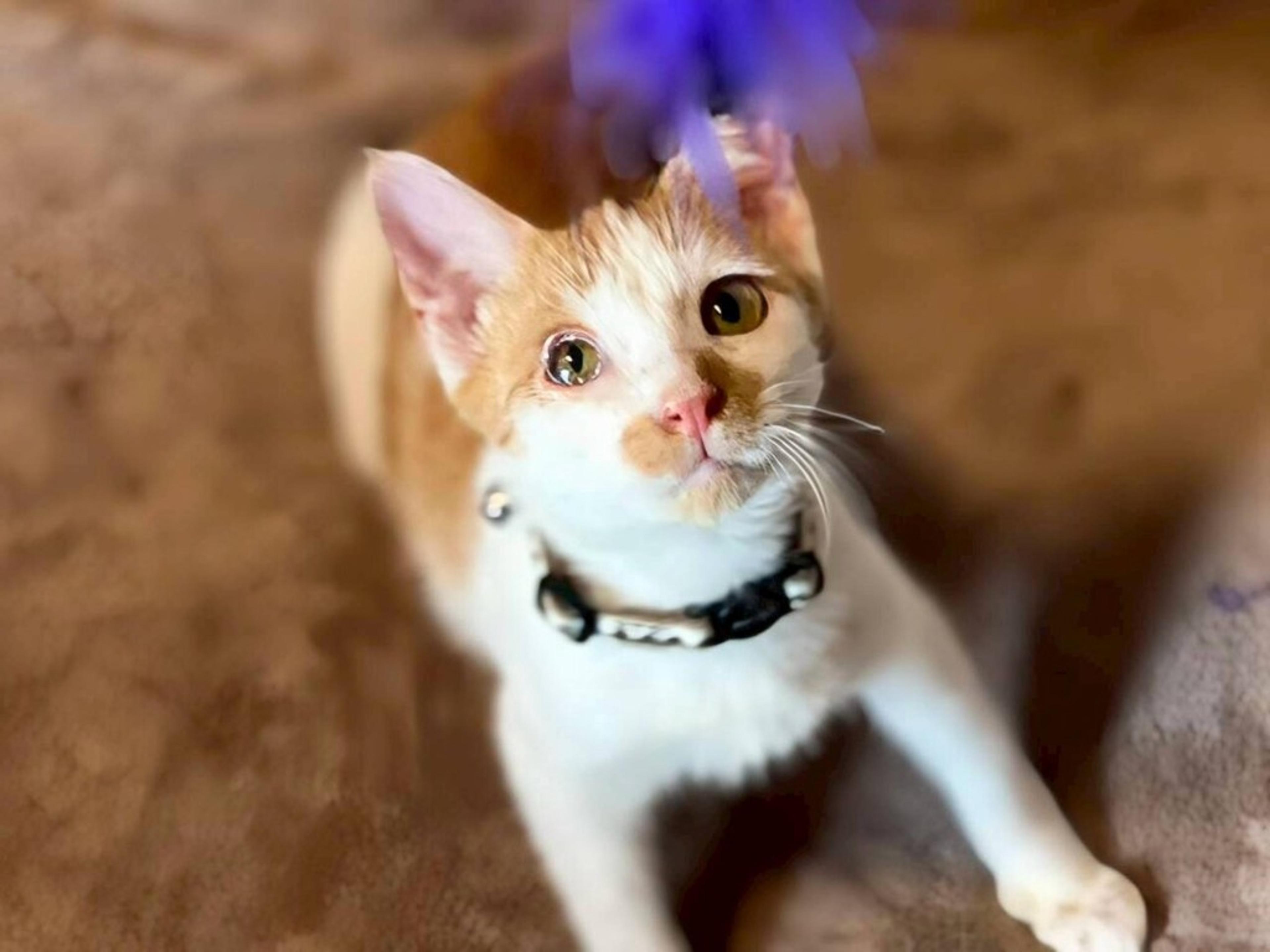 pet-image-2