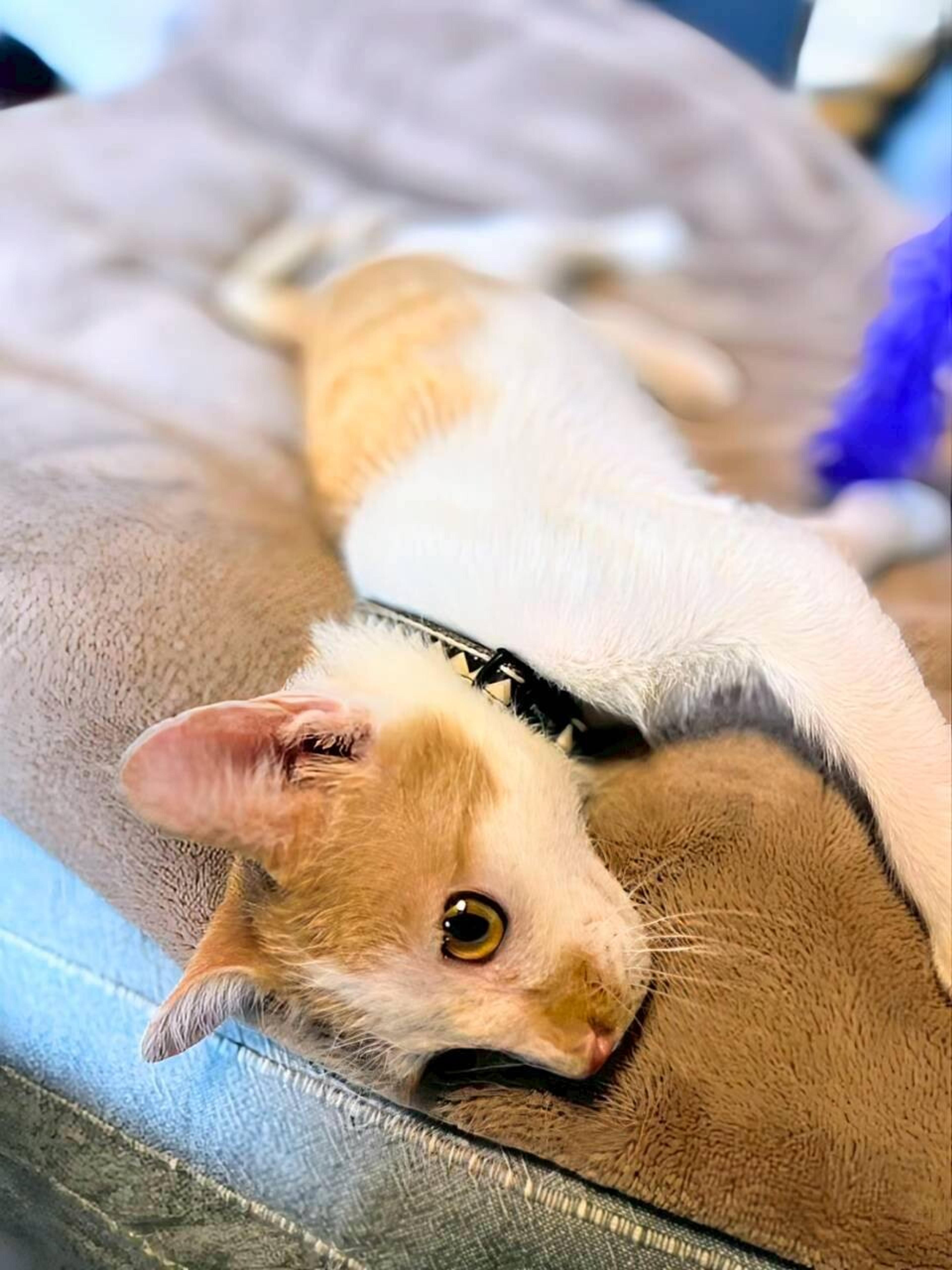 pet-image-3