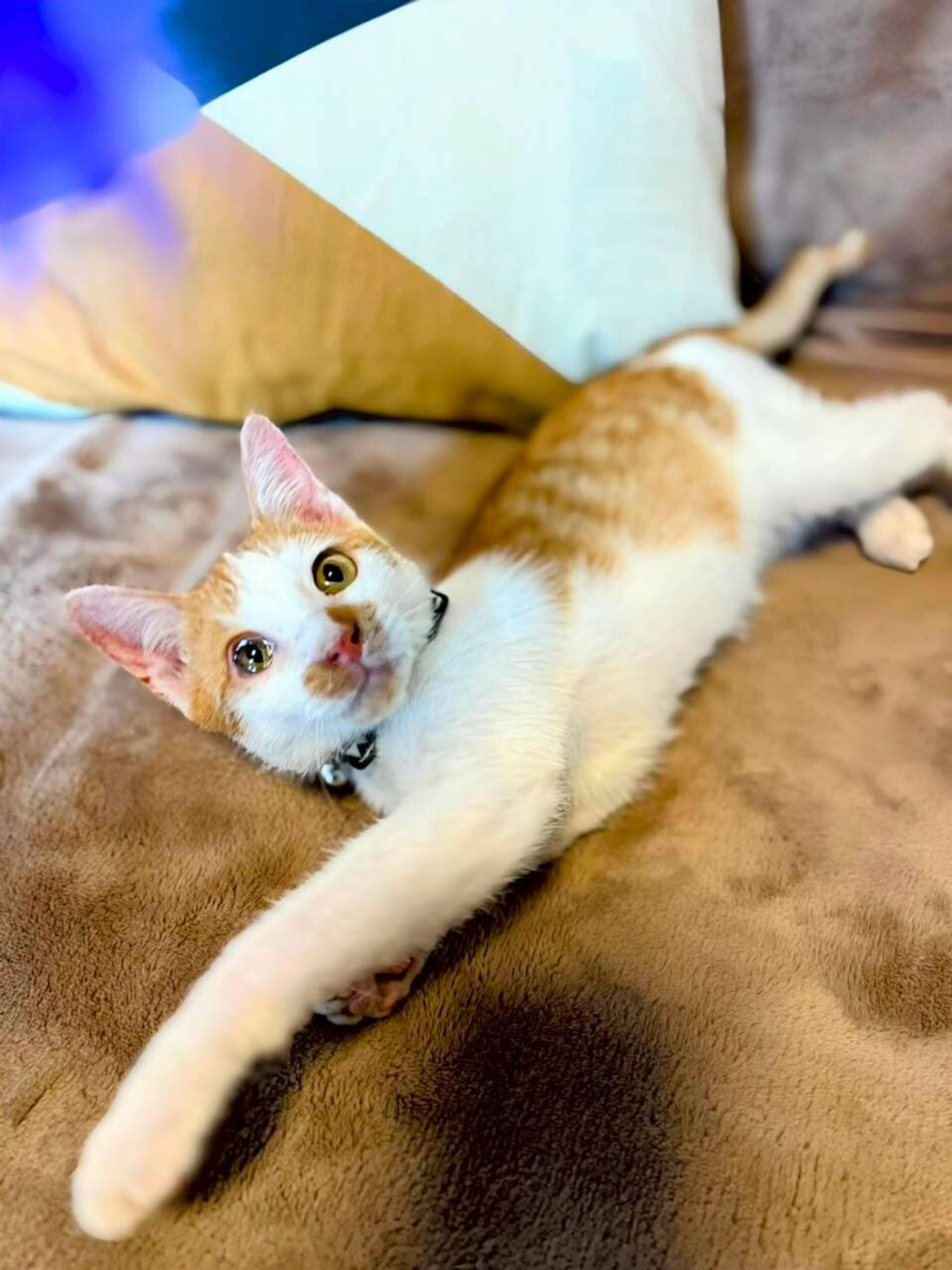 pet-image-4