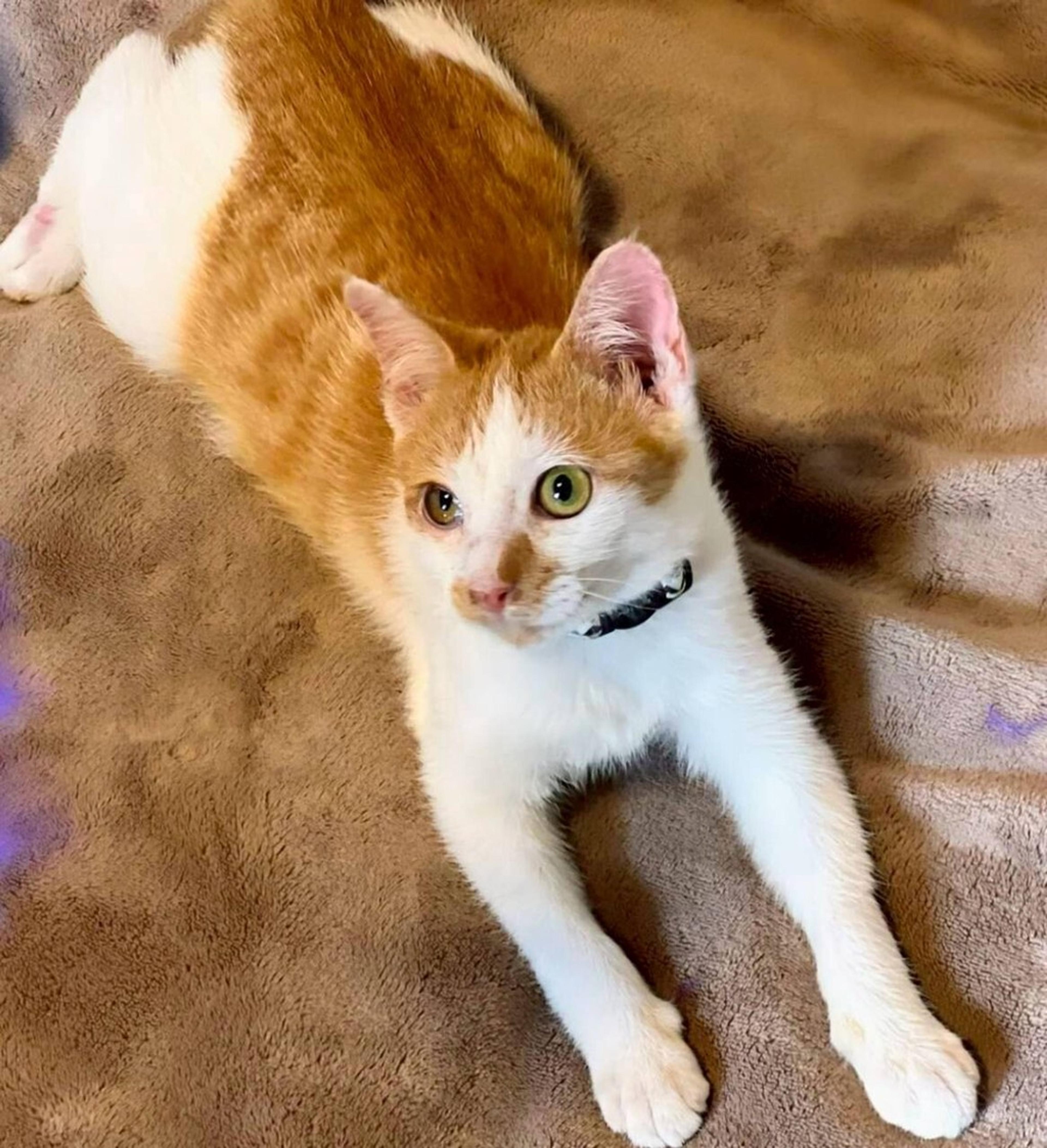 pet-image-5