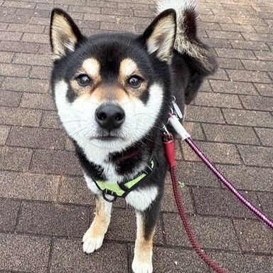 柴犬・オスの里親募集の写真