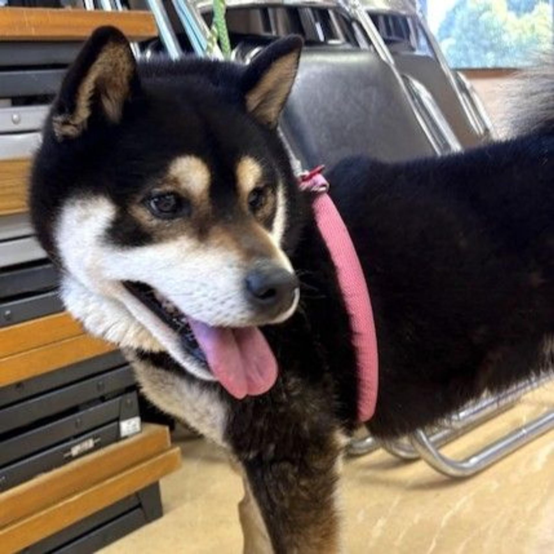 pet-image-2