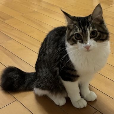 雑種（ミックス猫）・オスの里親募集の写真