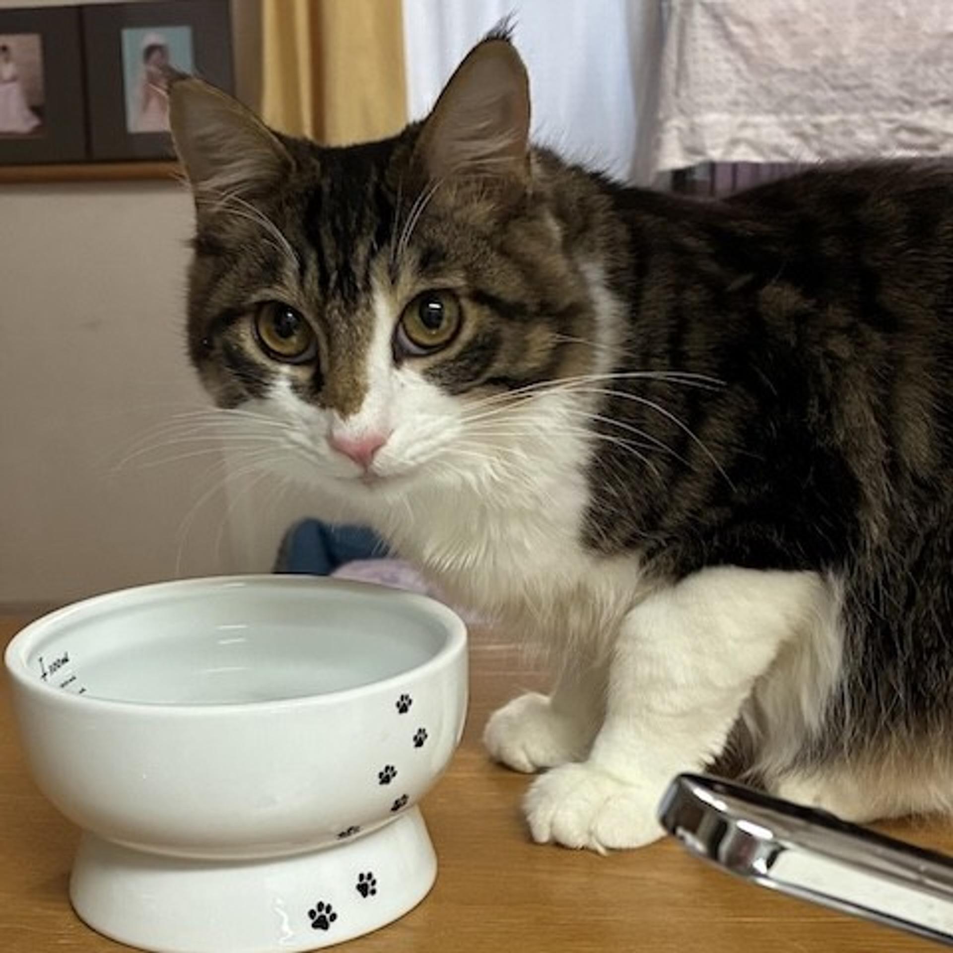 pet-image-2
