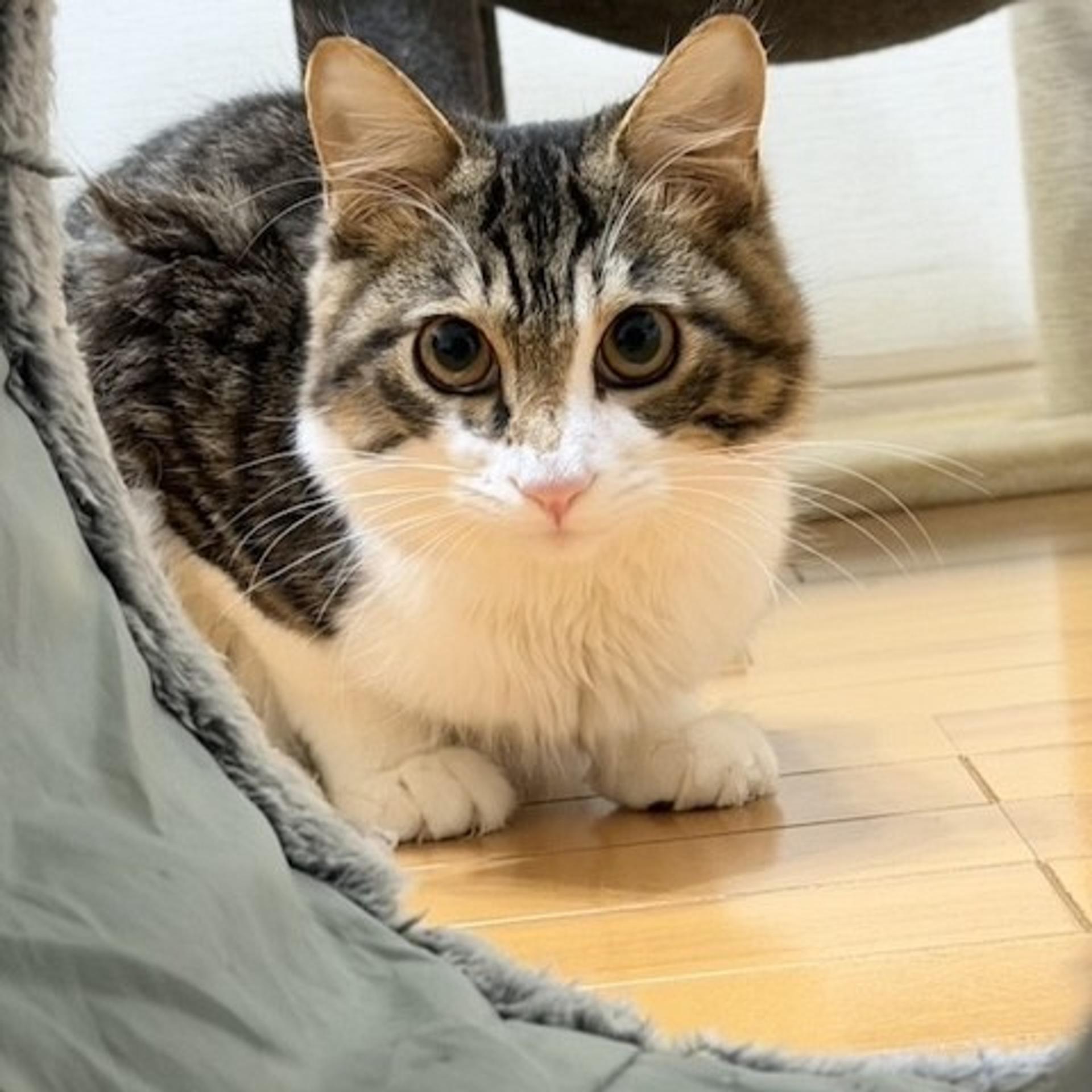 pet-image-3