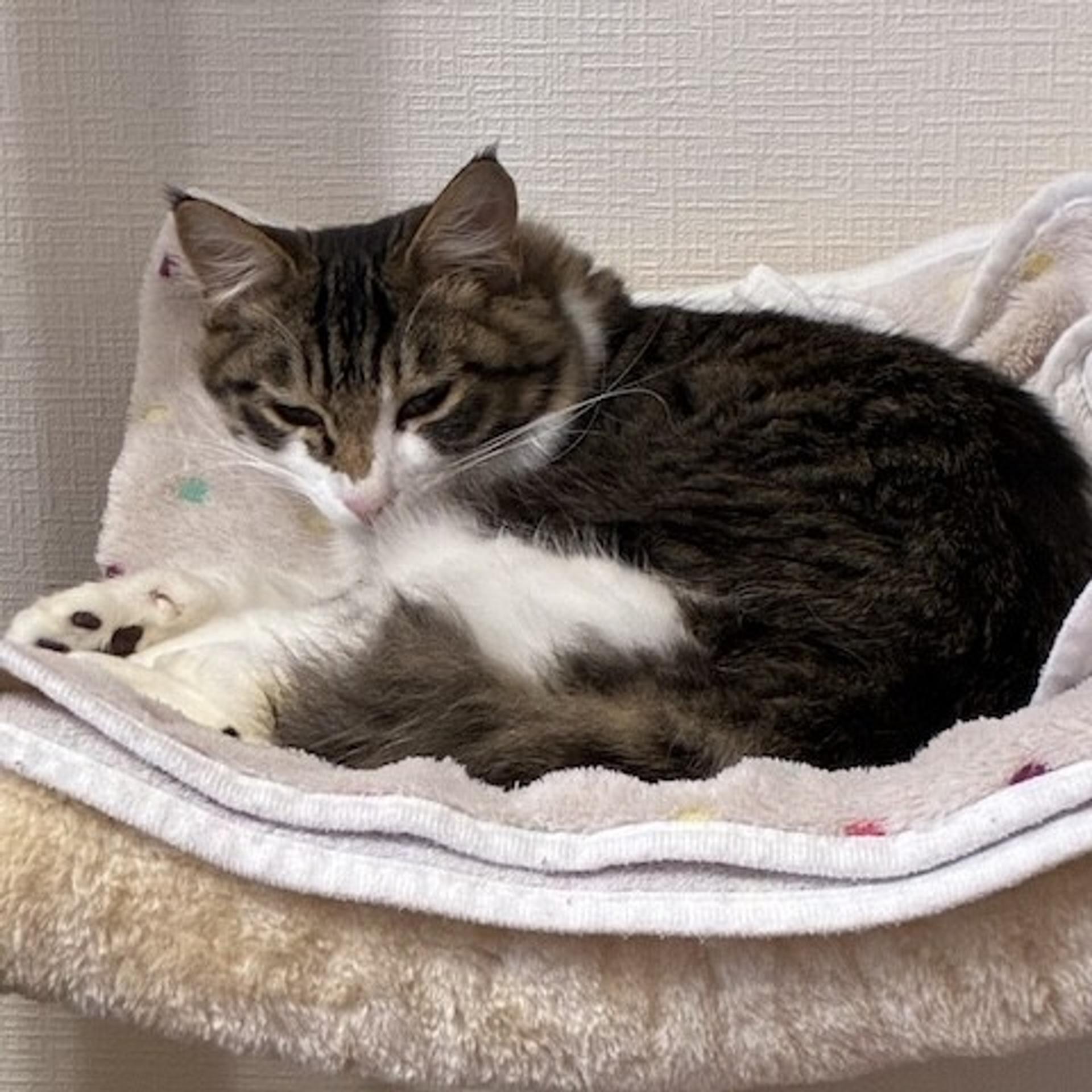 pet-image-4