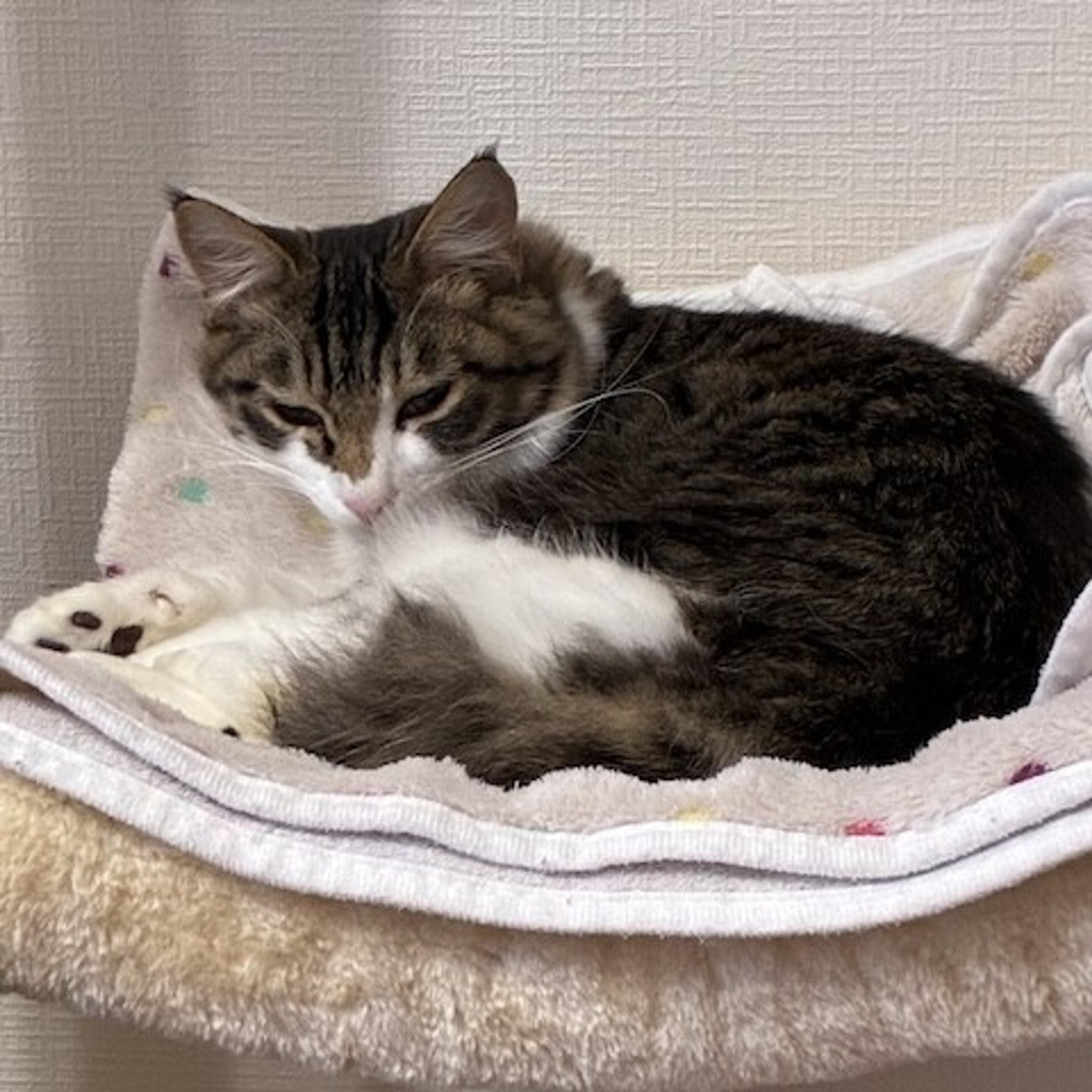 pet-image-4
