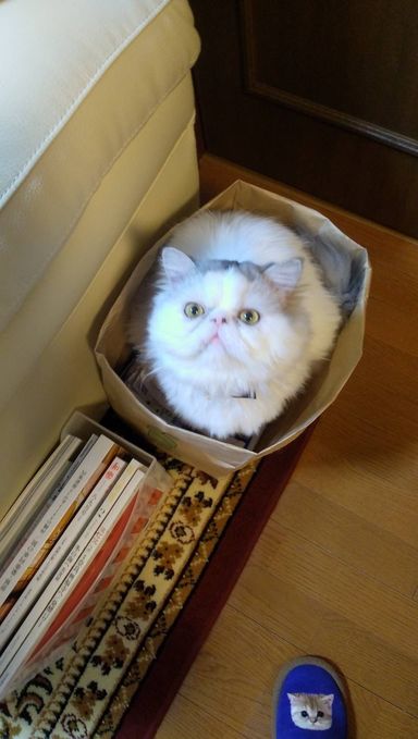 ペルシャ・オスの里親募集の写真