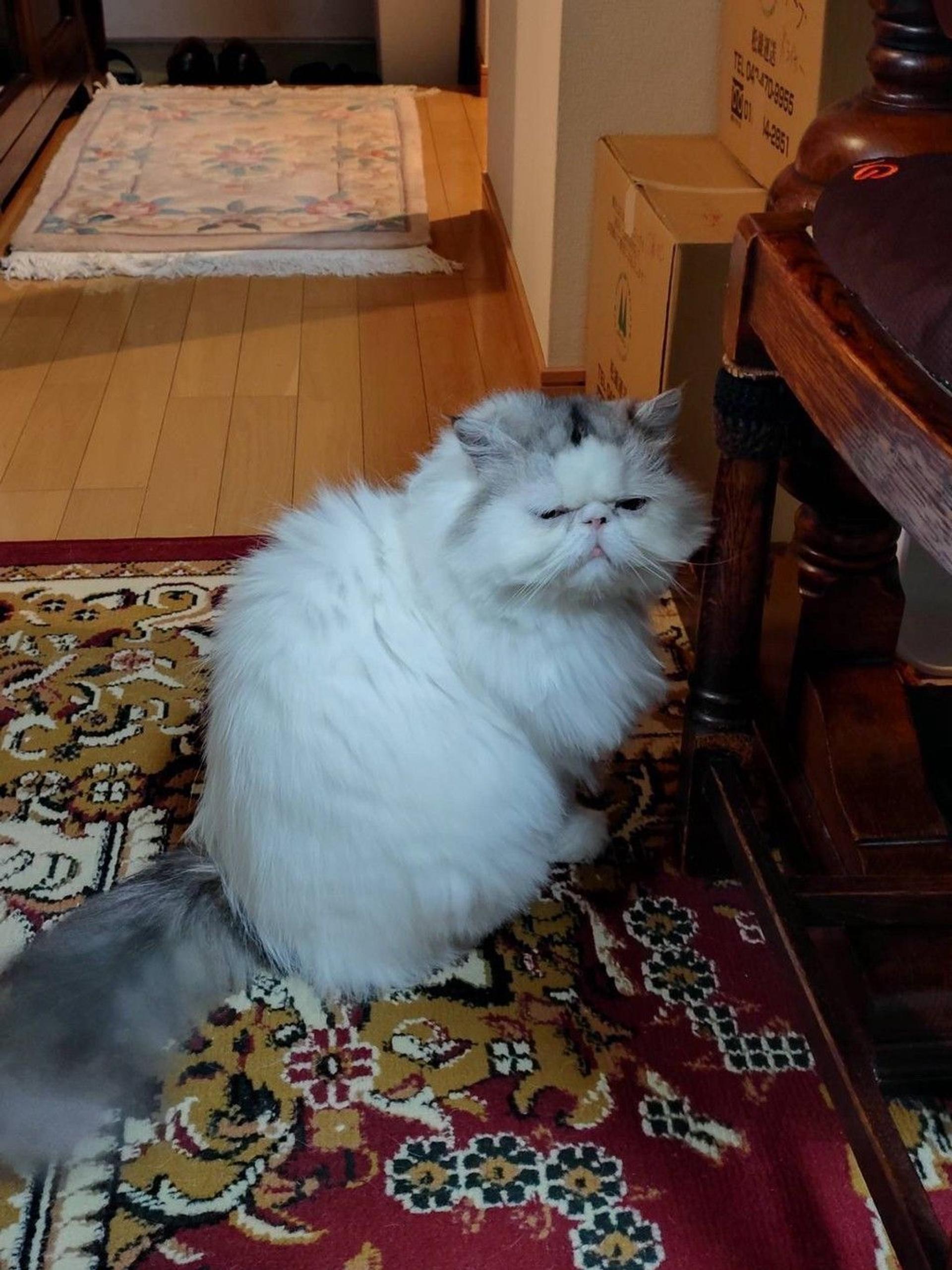 pet-image-2