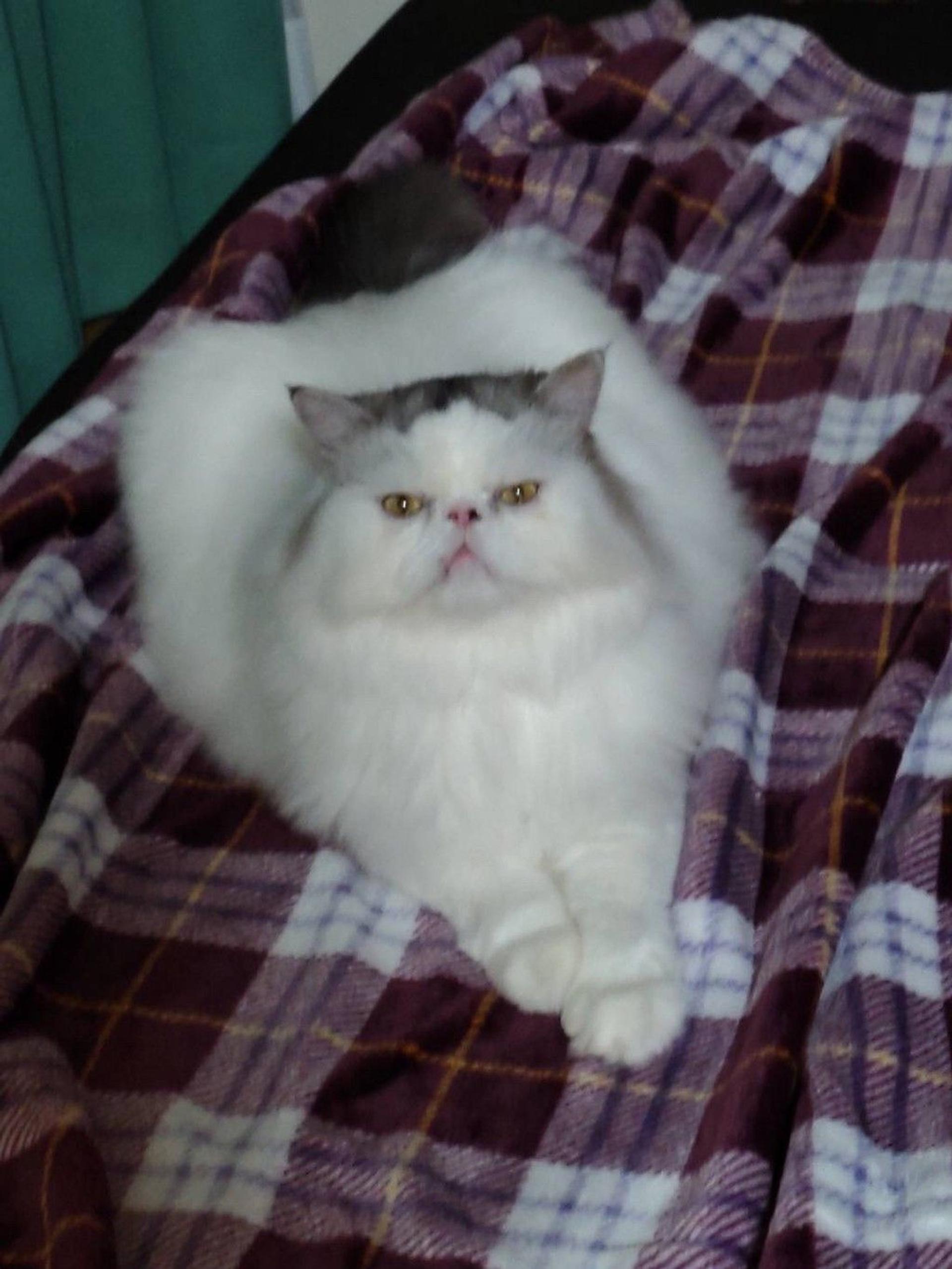 pet-image-4