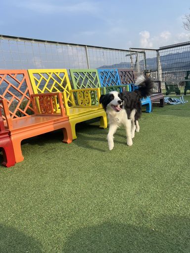 ボーダー・コリー・メスの里親募集の写真