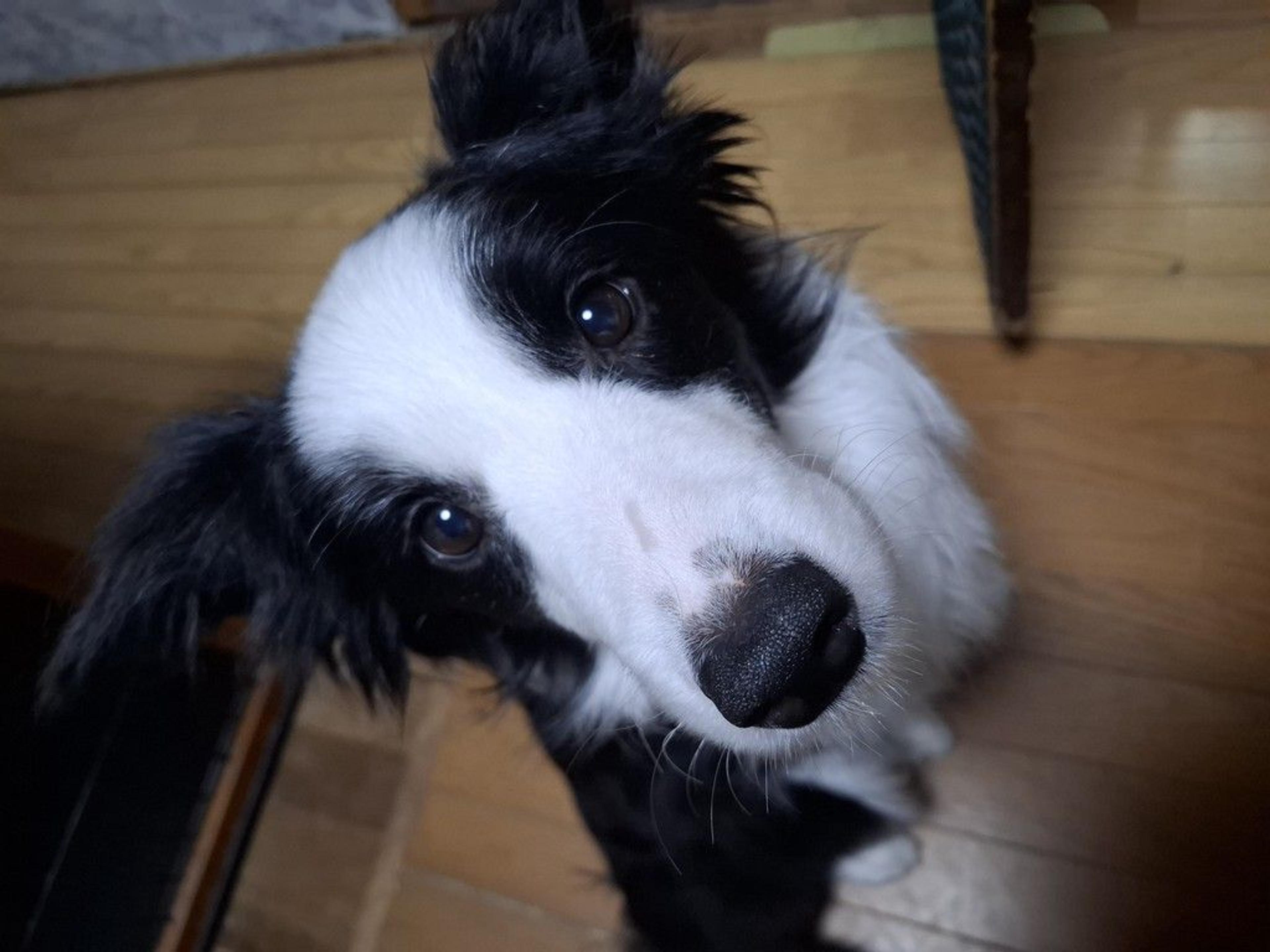 pet-image-2