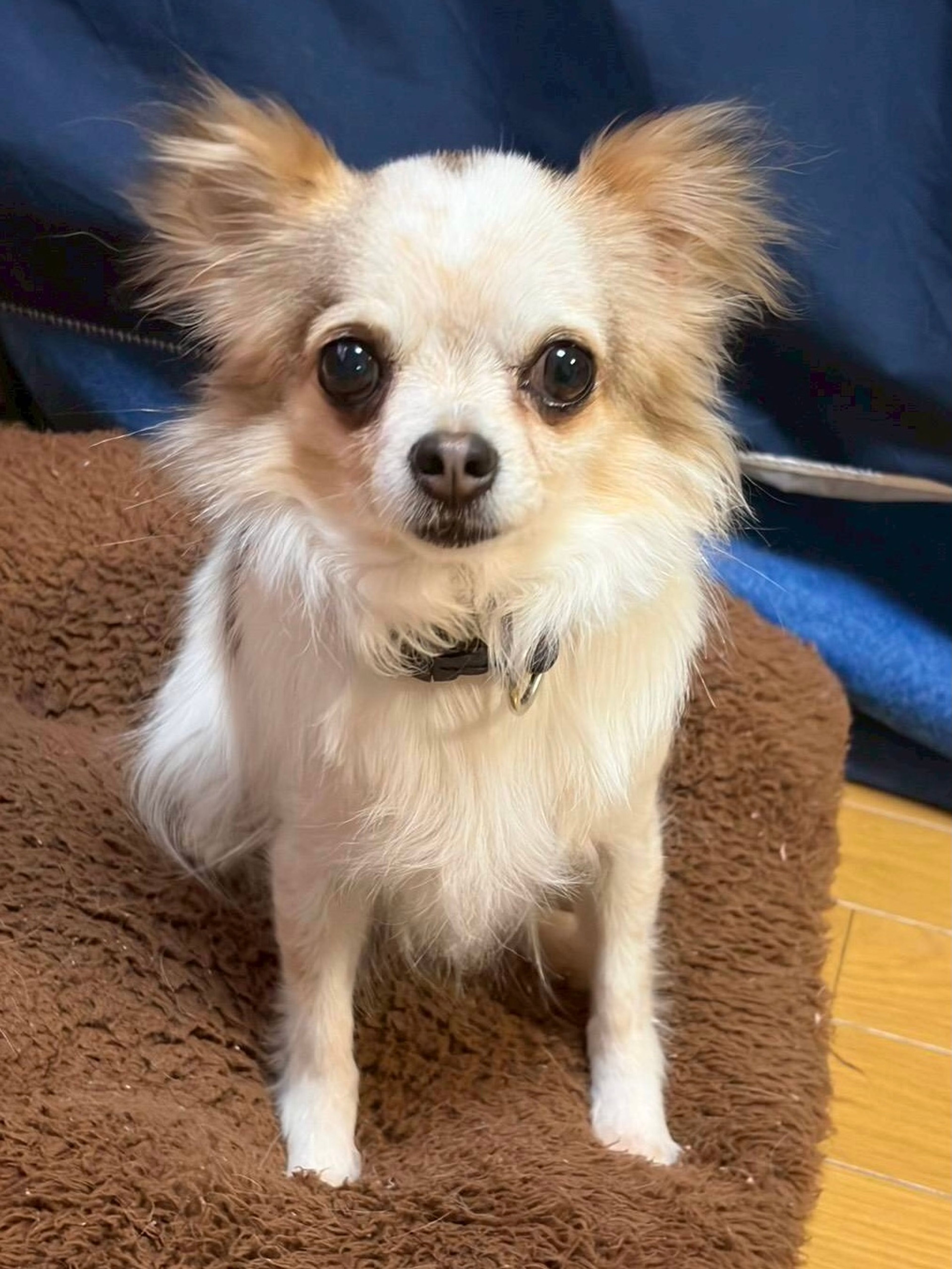チワワ・メスの里親募集の写真