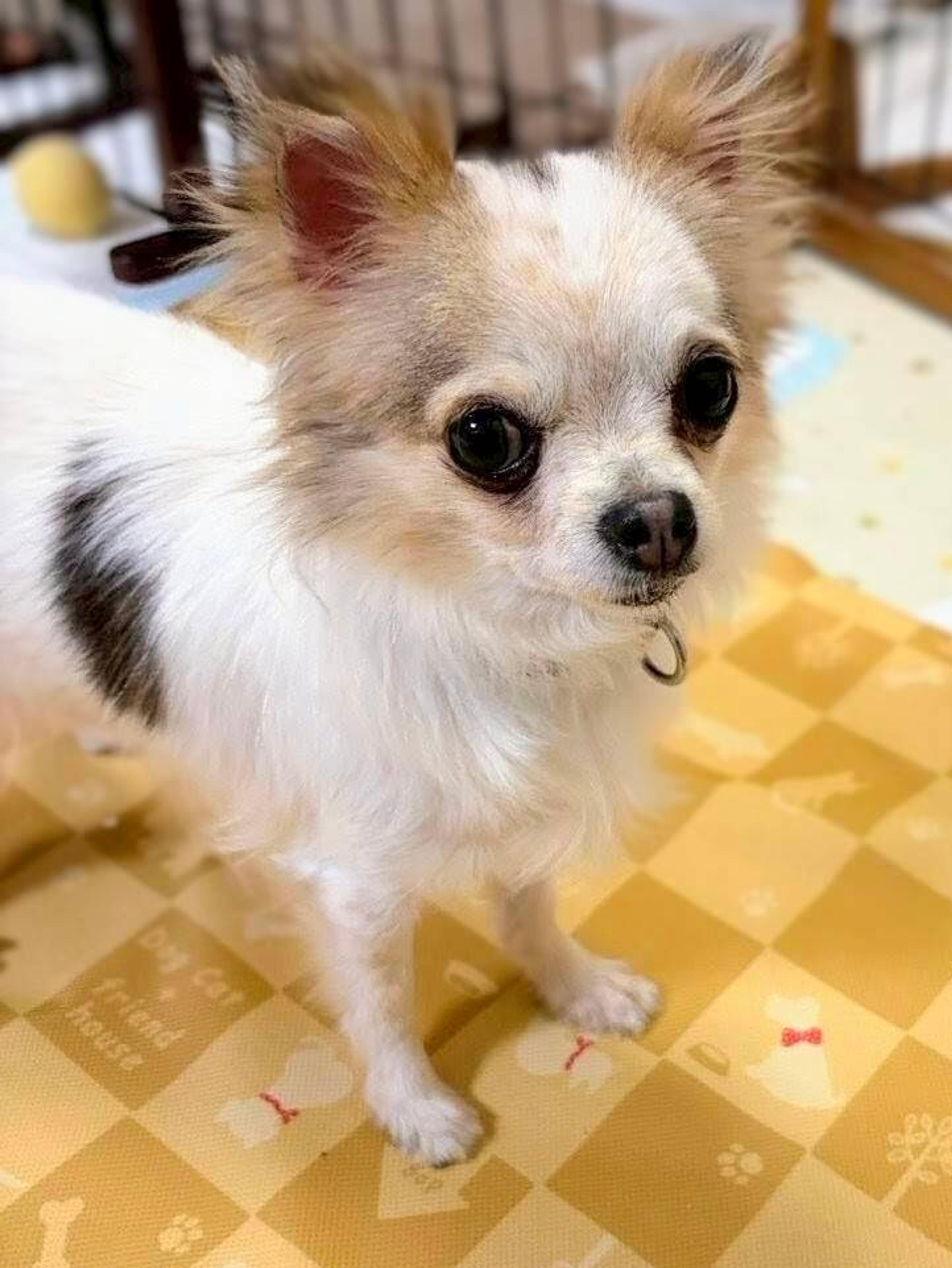 pet-image-2