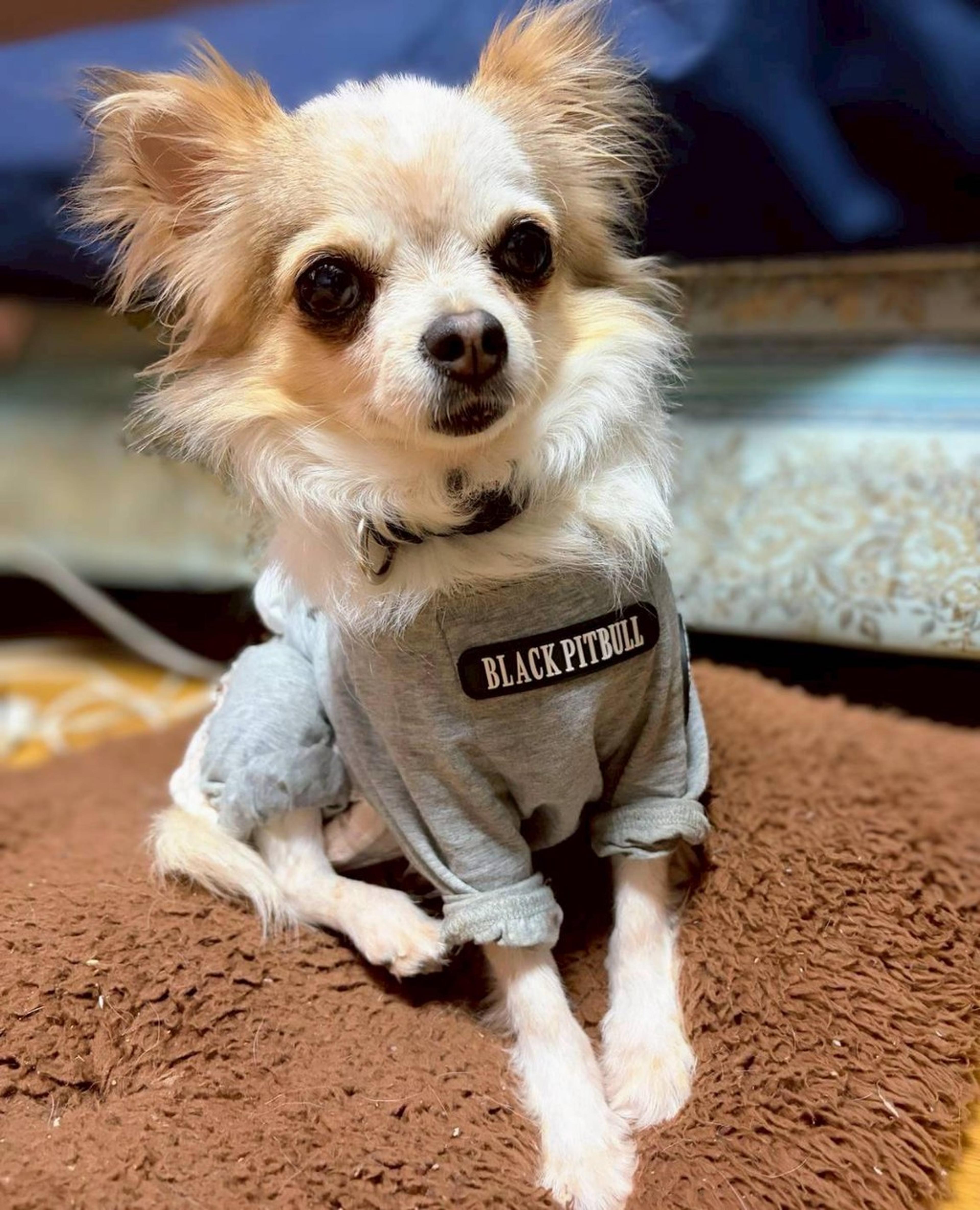 pet-image-4