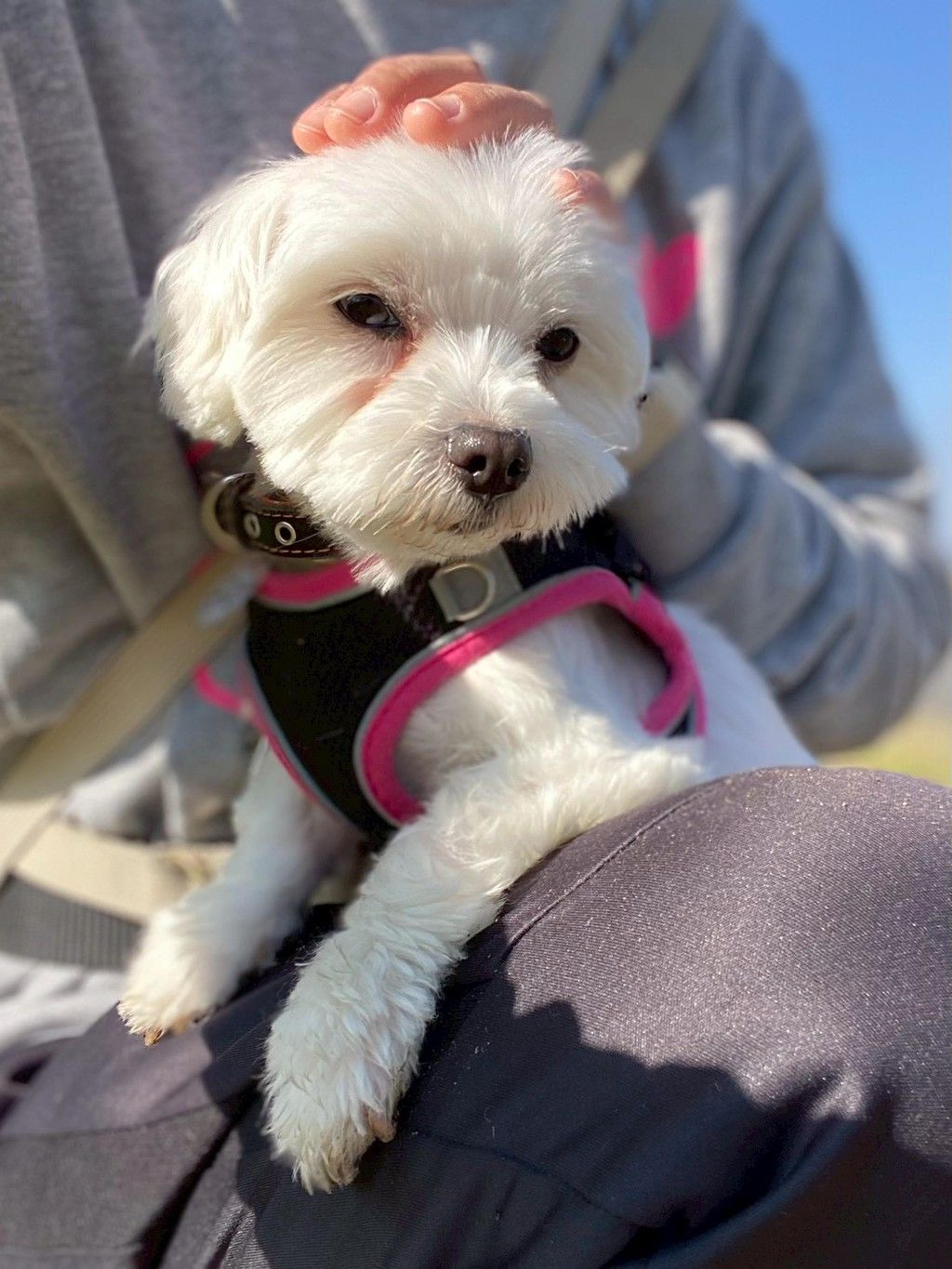 pet-image-6