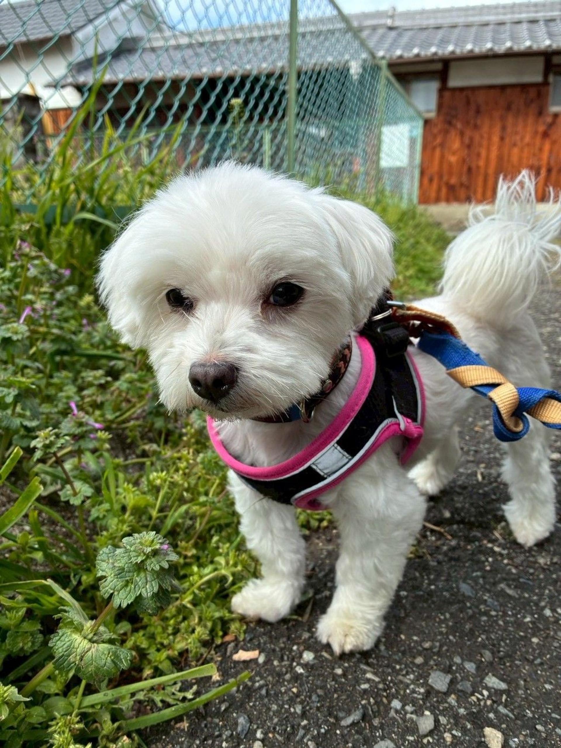 pet-image-9