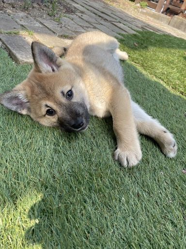 雑種（ミックス犬）・オスの里親募集の写真