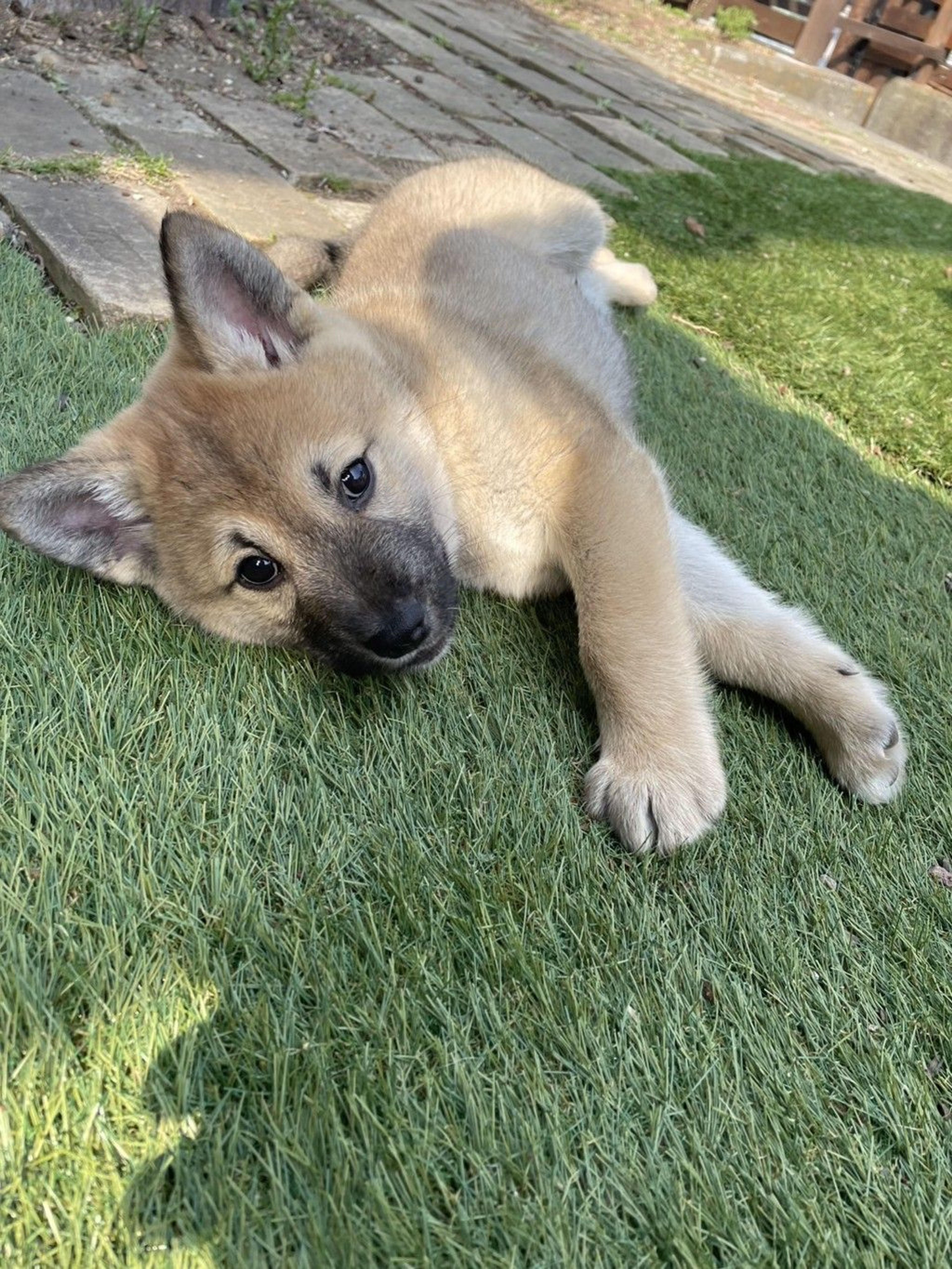 雑種（ミックス犬）・オスの里親募集の写真