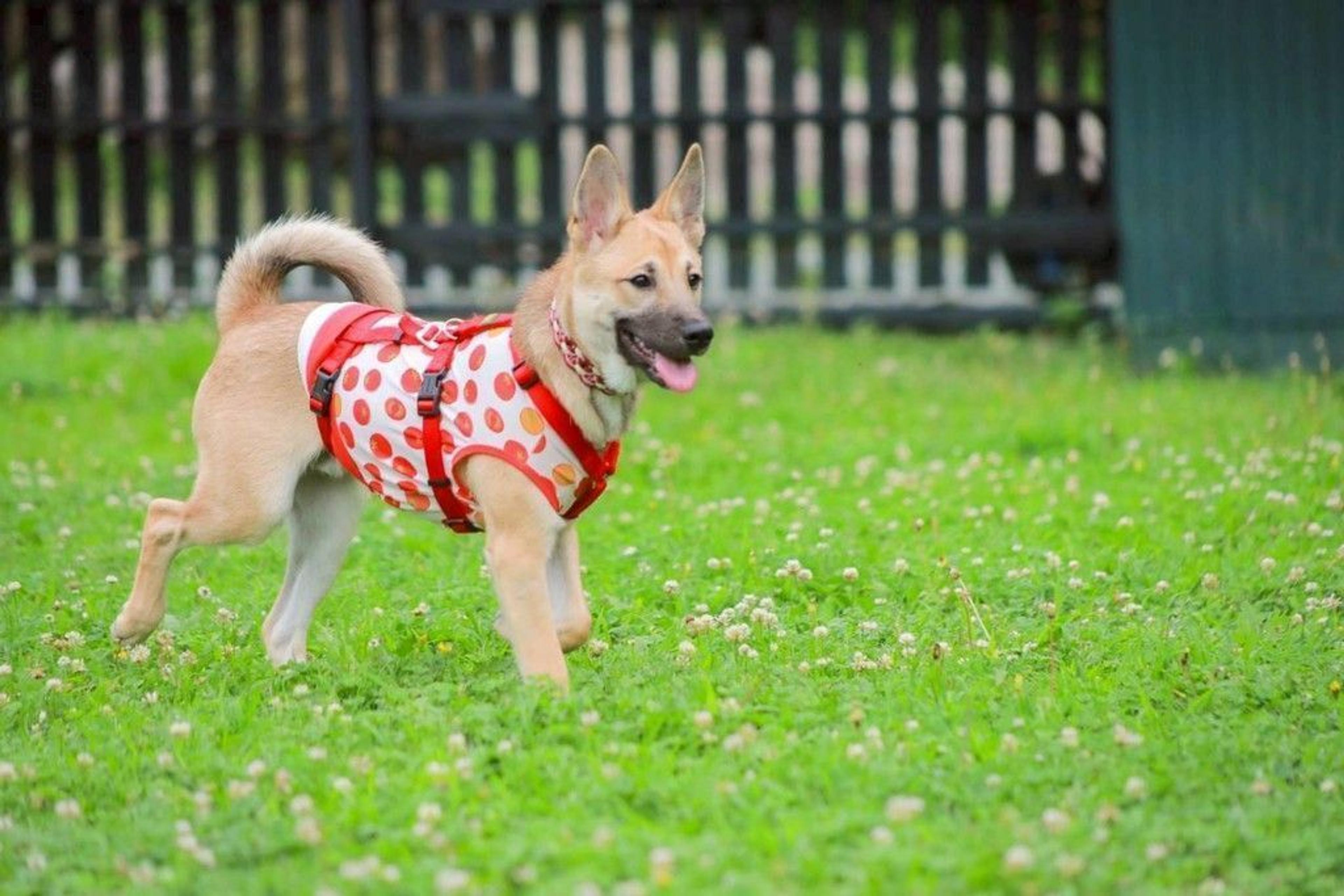 pet-image-3
