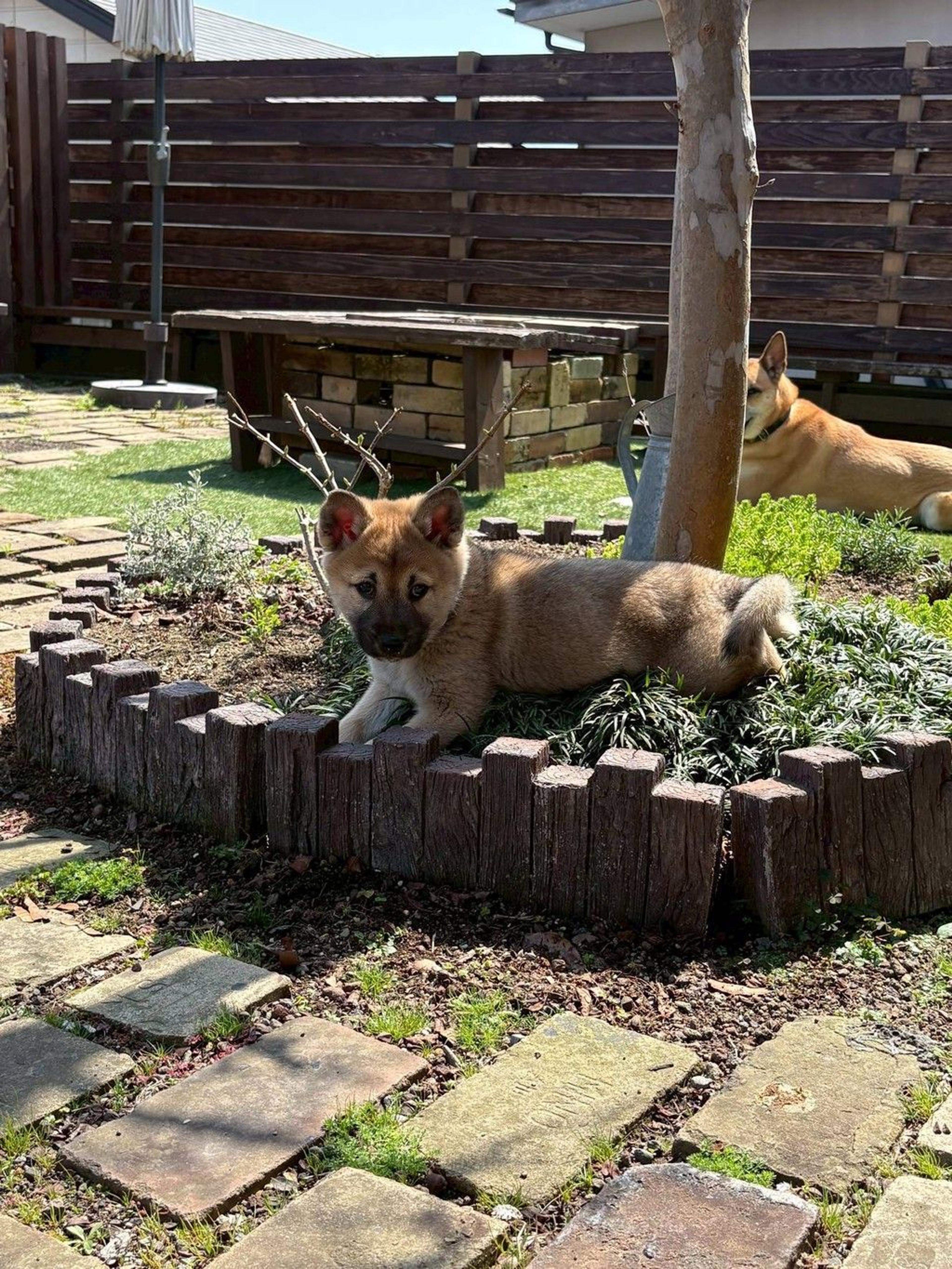 pet-image-8
