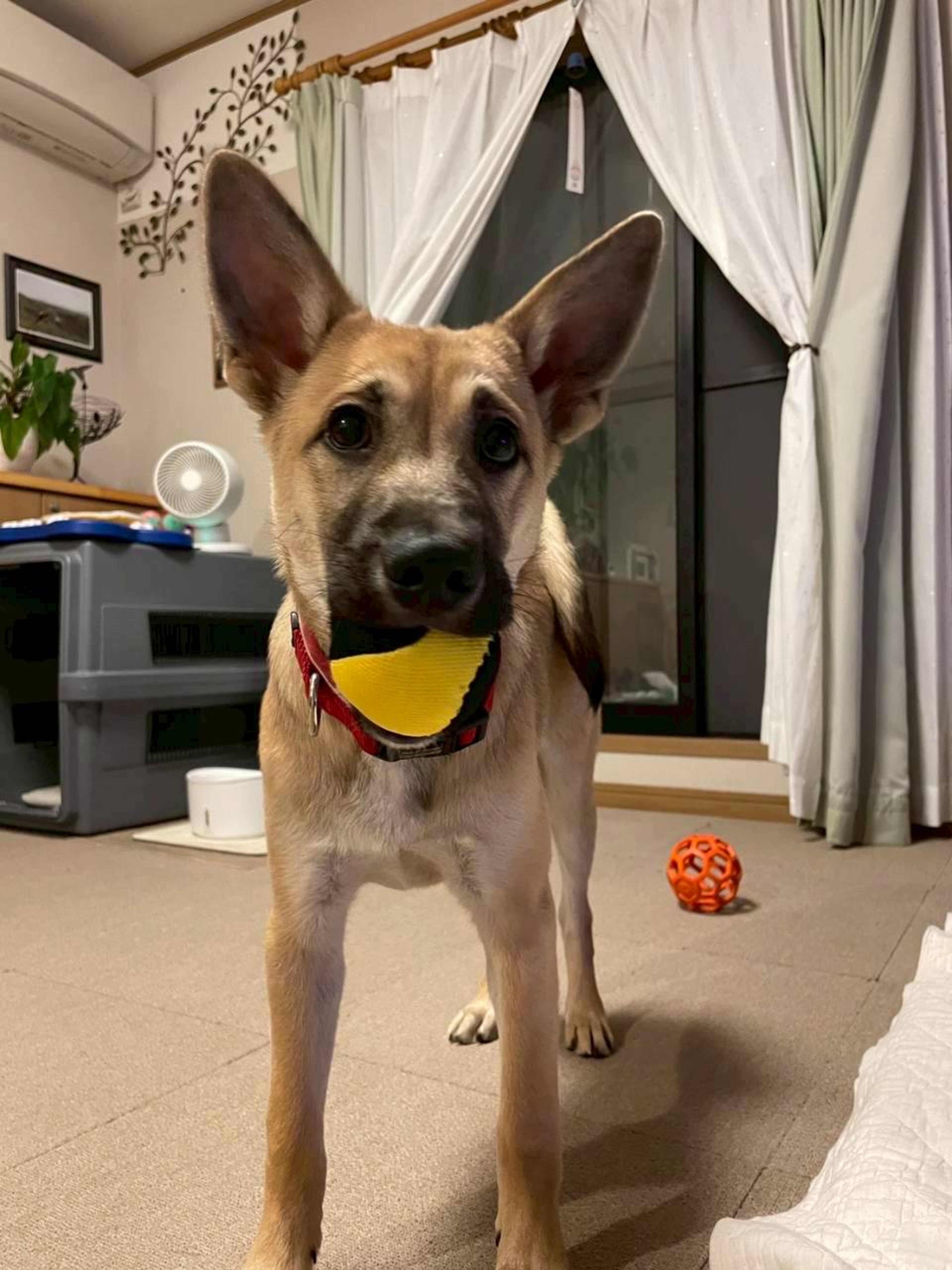 雑種（ミックス犬）・オスの里親募集の写真