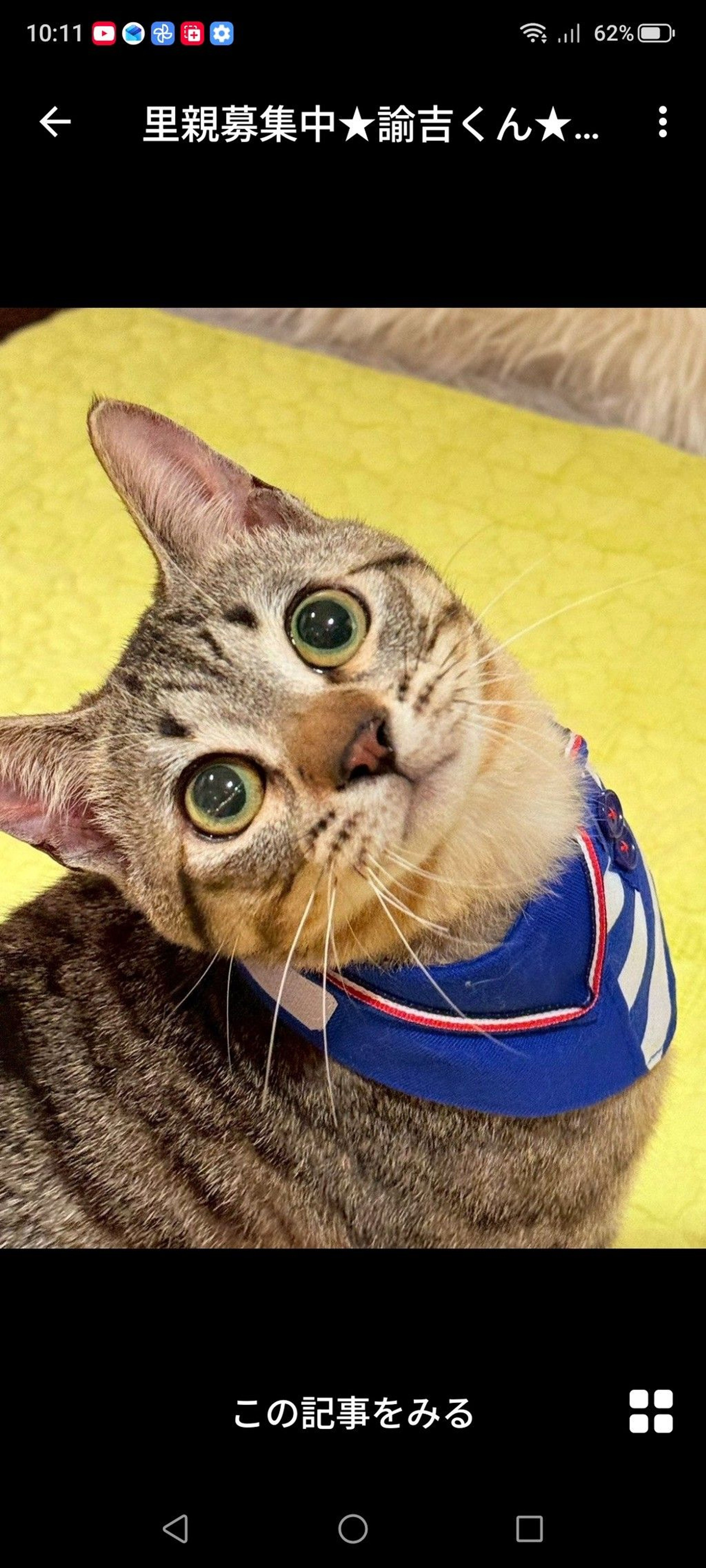 雑種（ミックス猫）・オスの里親募集の写真