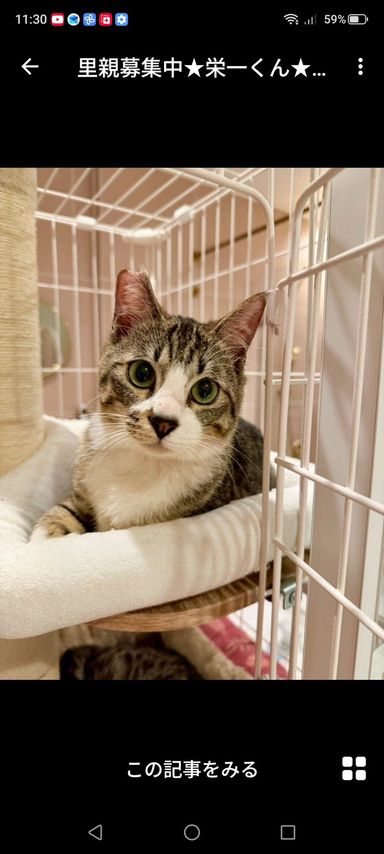 雑種（ミックス猫）・オスの里親募集の写真