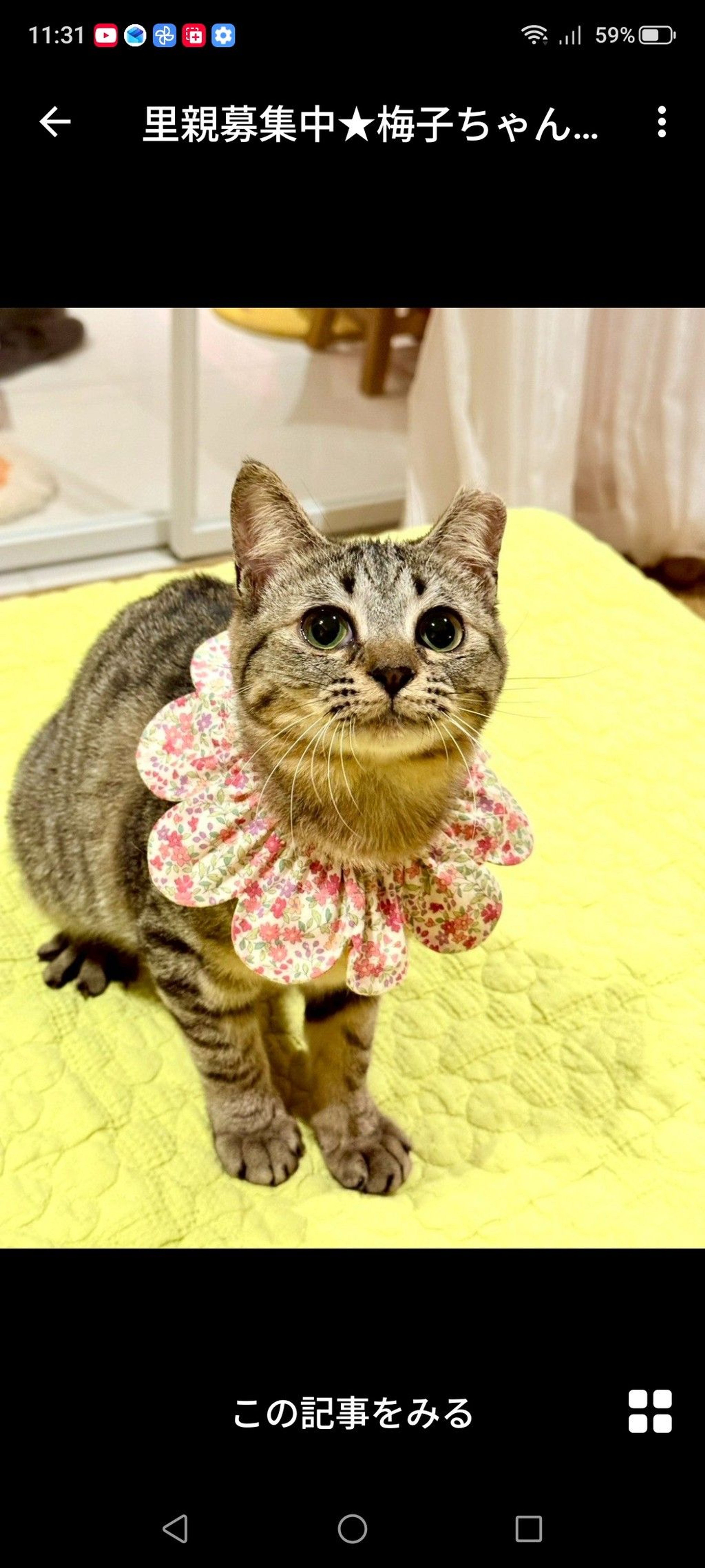 雑種（ミックス猫）・メスの里親募集の写真